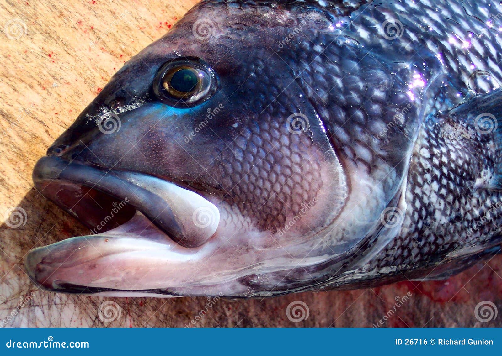 Pool Winner stock photo. Image of mouth, winner, fried, trophy 26716