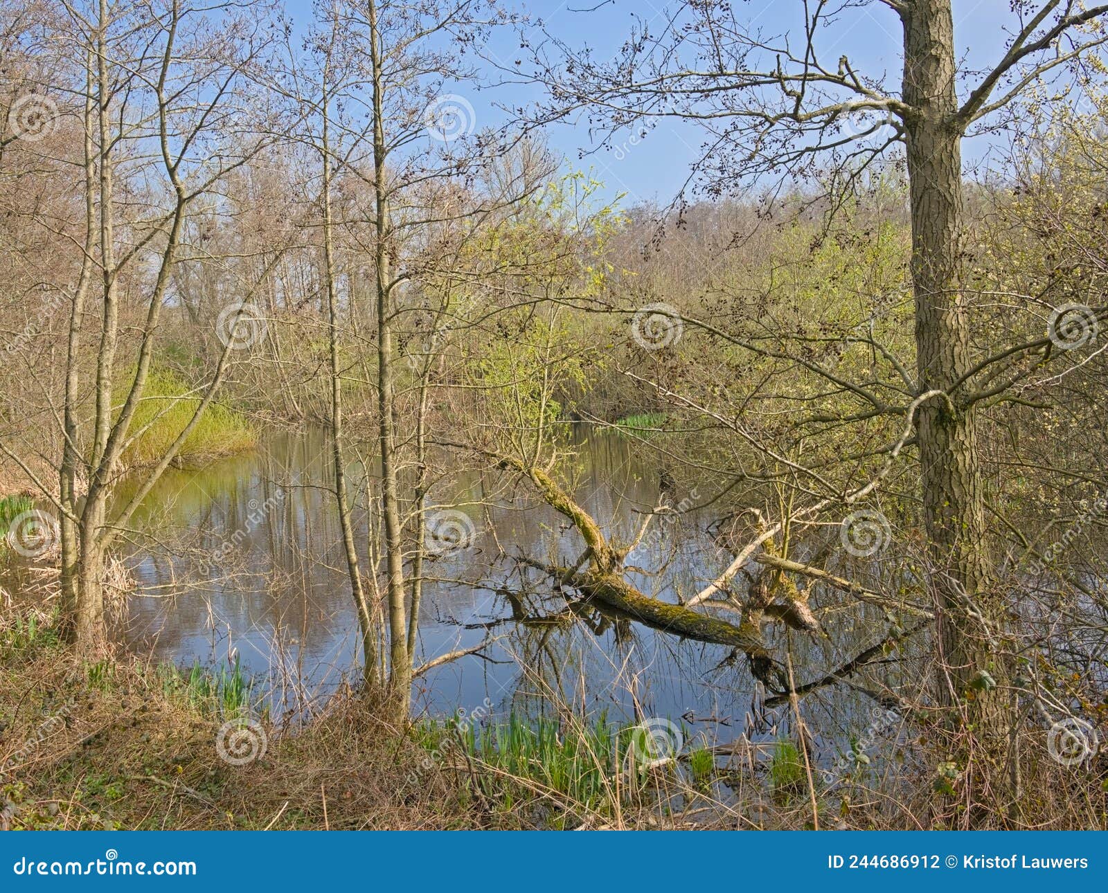 poolpool in a sunny bare  forest in the flemish countryside