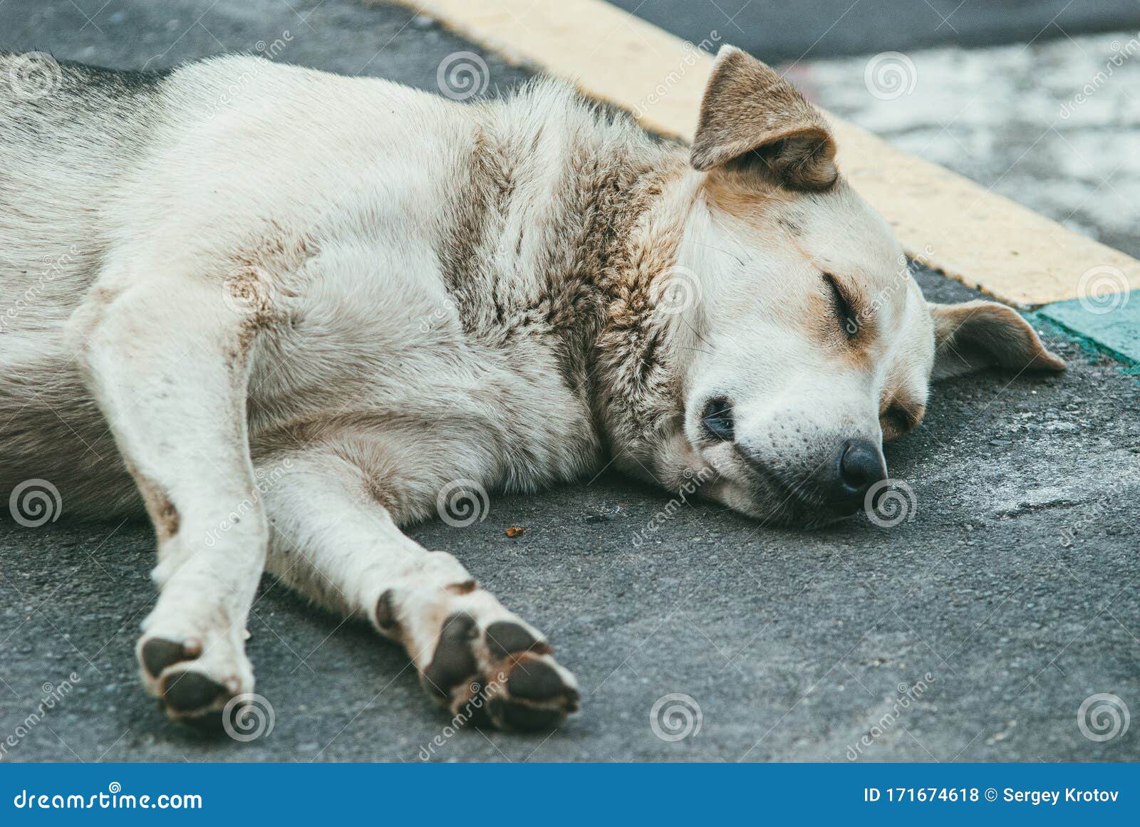 A Poor Lonely Stray Dog Sleeps on the Asphalt Sidewalk Stock Photo