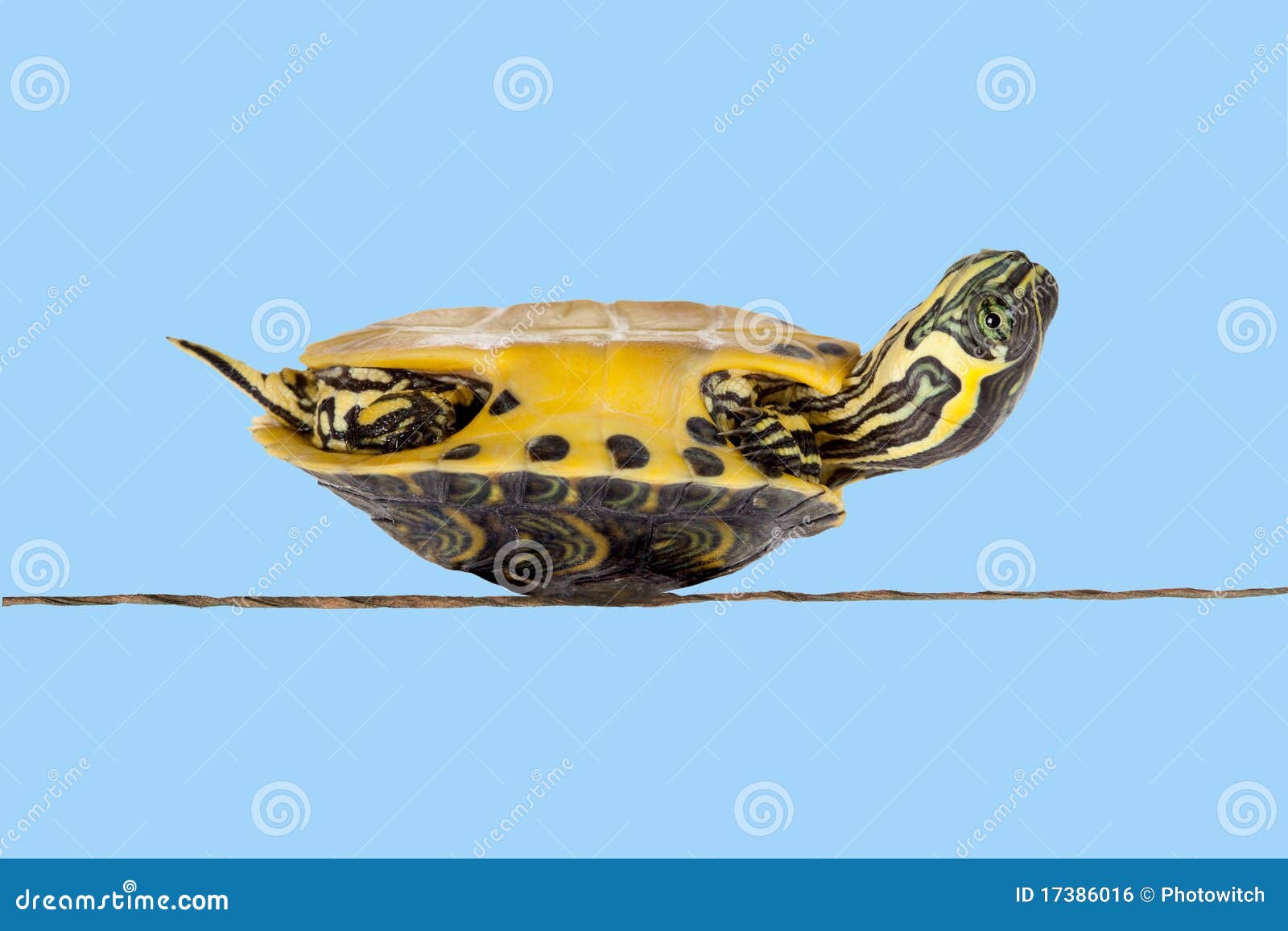 Poor sick turtle stock photo. Image of animal, speed 17386016