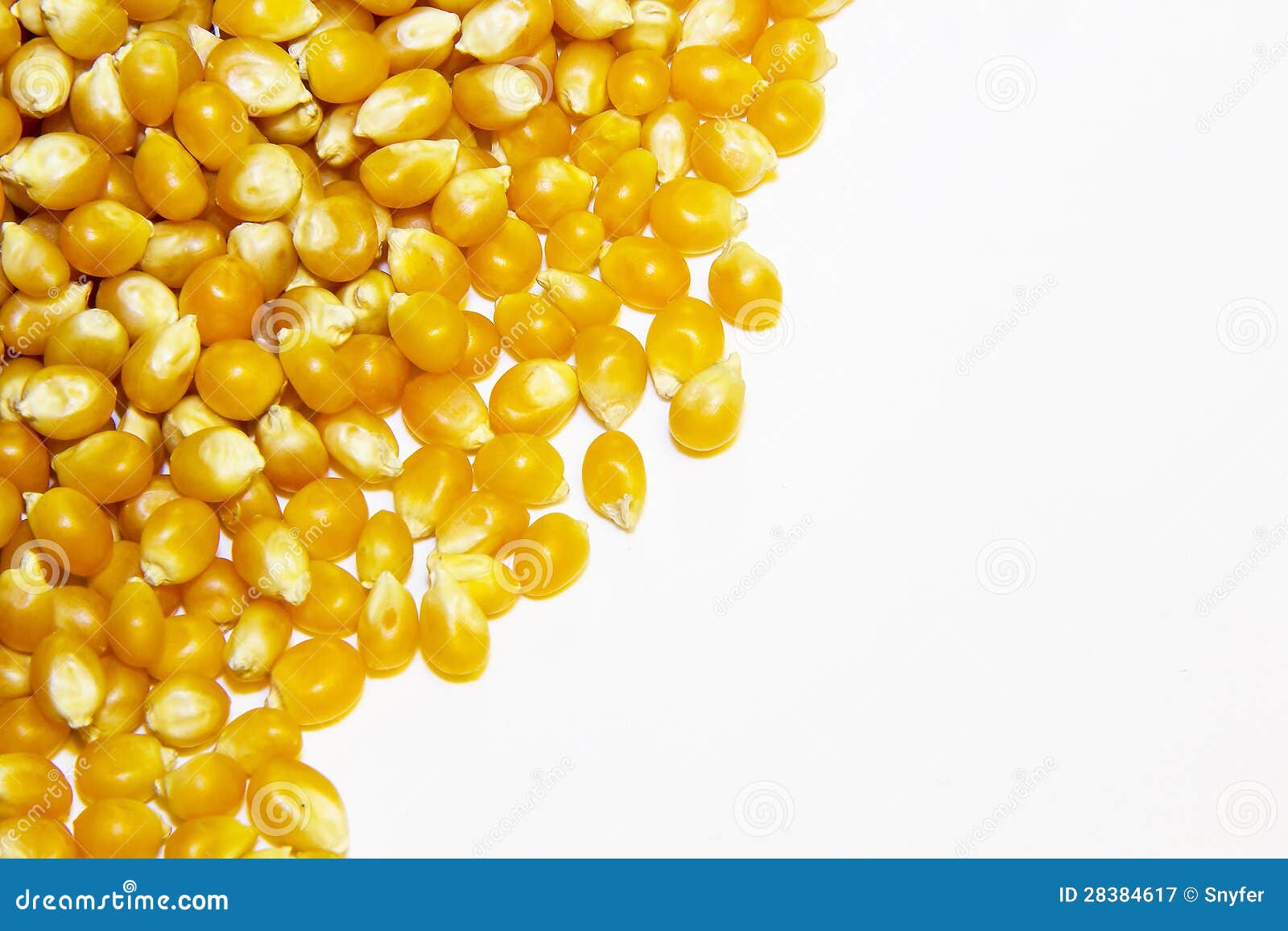 Pop Corn Dried Seeds Closeup with White Space. Stock Image Image of