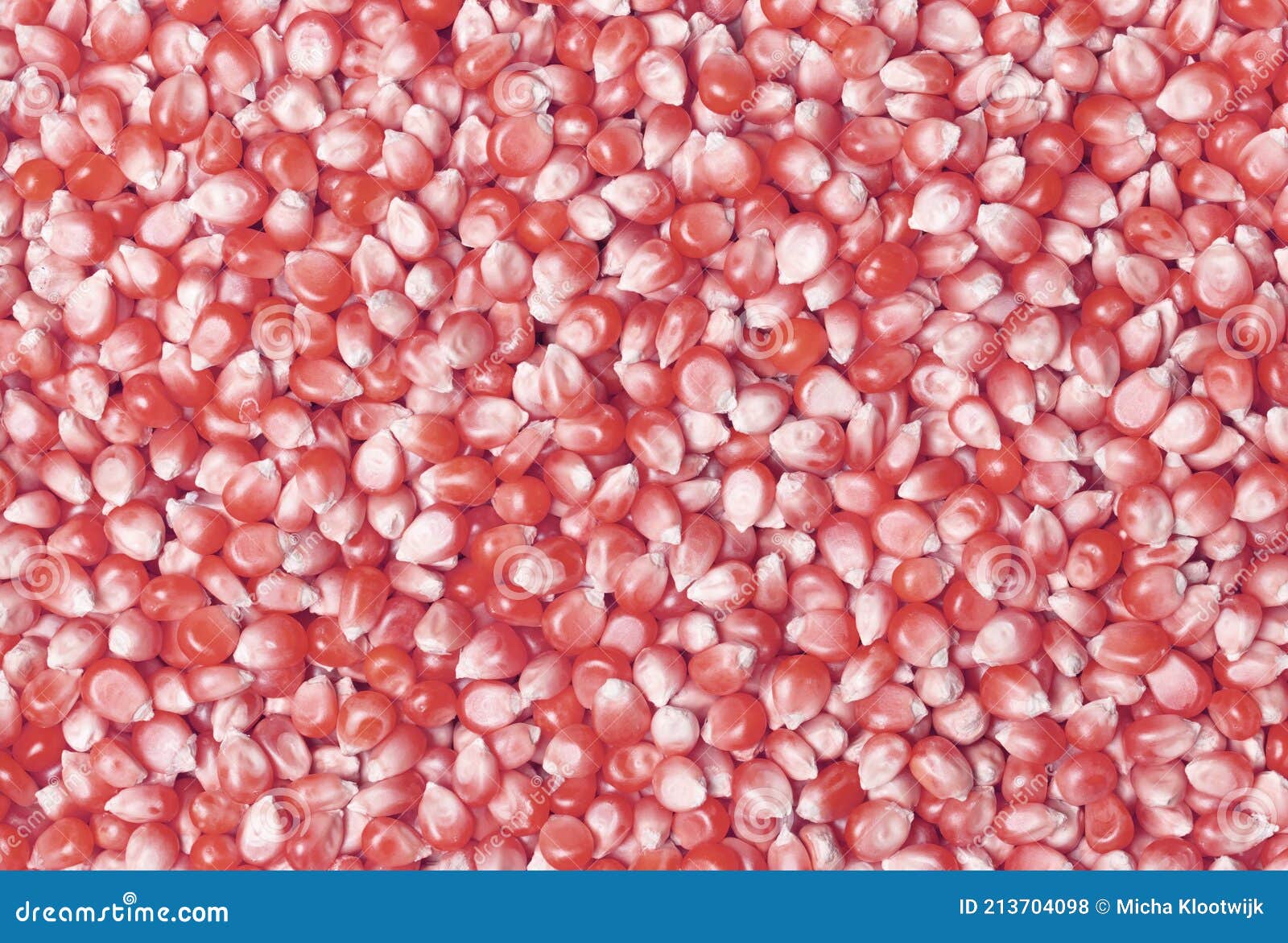 Popcorn corn Raw grain stock photo. Image of texture 213704098