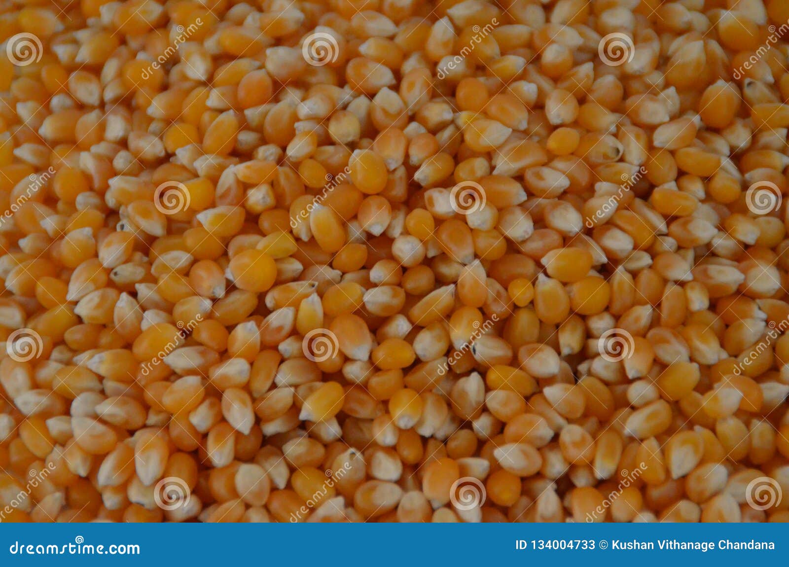 popcorn kernel