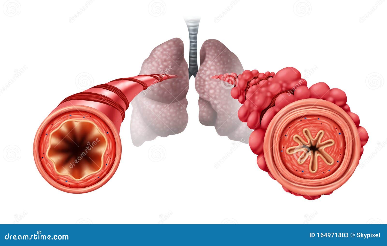 The Lung Stock Illustration | CartoonDealer.com #57843739
