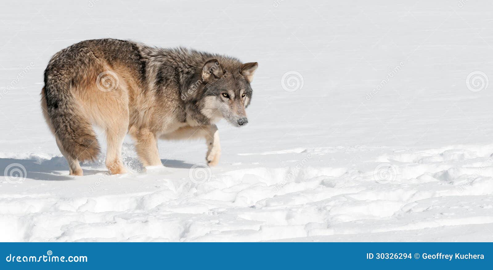 Popielaty wilk Podkrada się Przez śniegu (Canis lupus). Popielaty wilk Podkrada się Przez śniegu - zmonopolizowany zwierzę (Canis lupus)