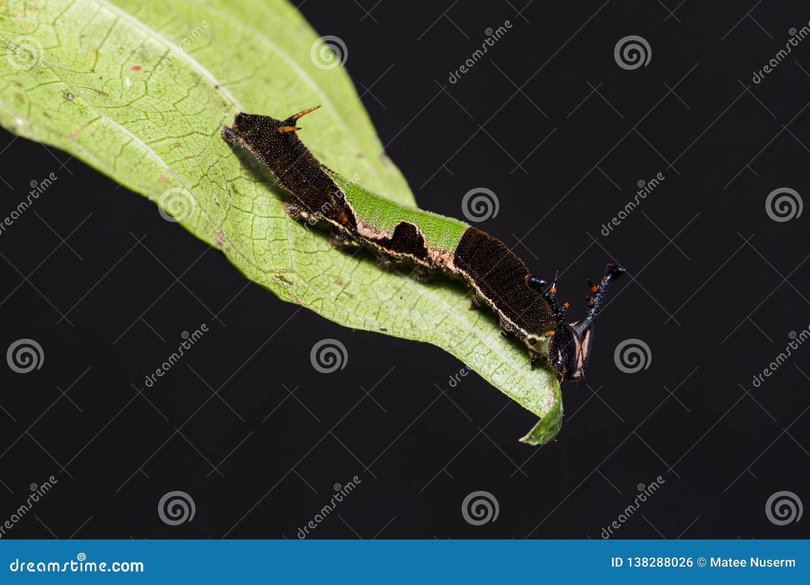 popinjay stibochiona nicea caterpillar