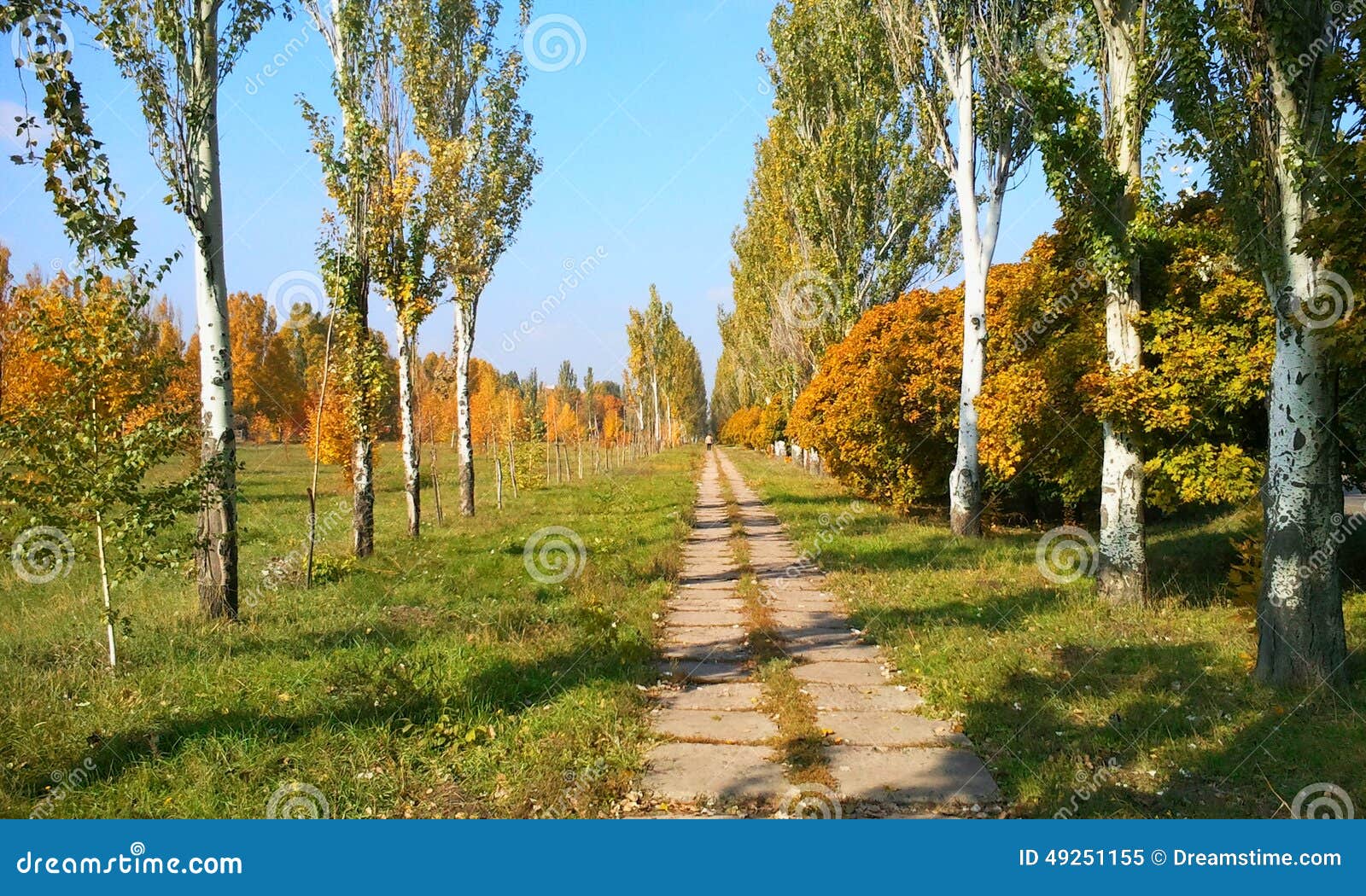 Poplar avenue stock image. Image of path, road, avenue 49251155