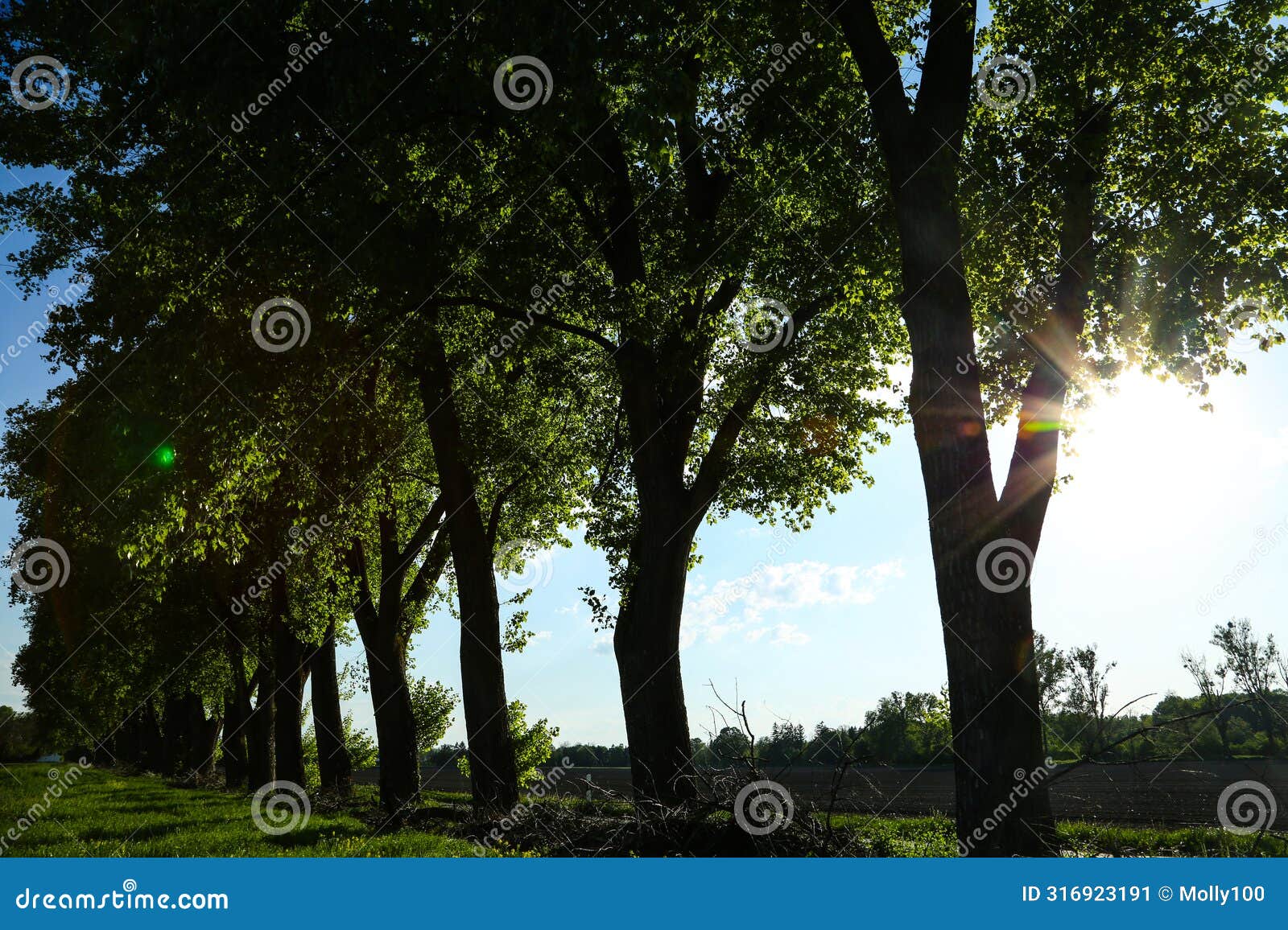 poplar avenue in feldmoching, munich, blue sky