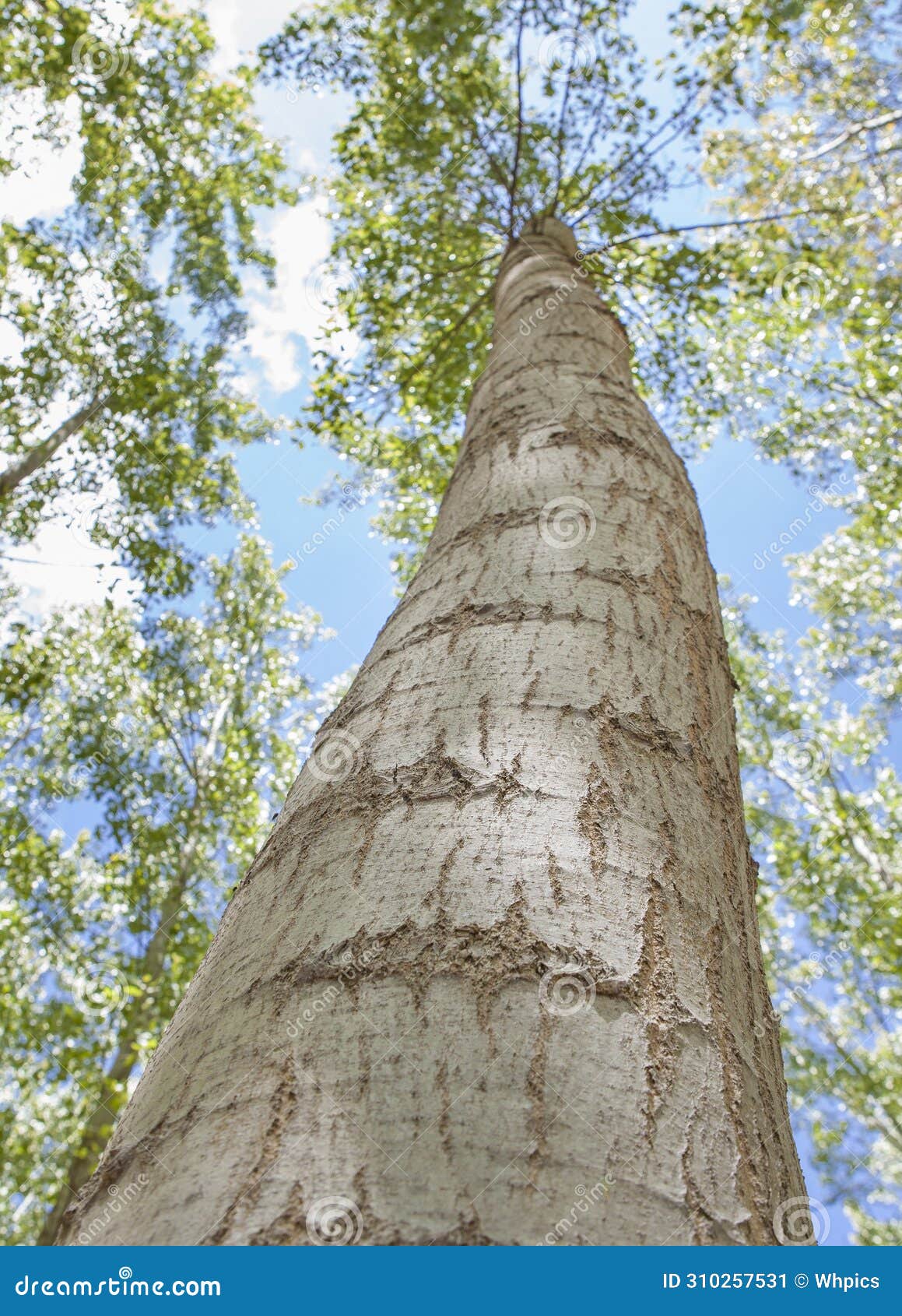 poplar biomass production