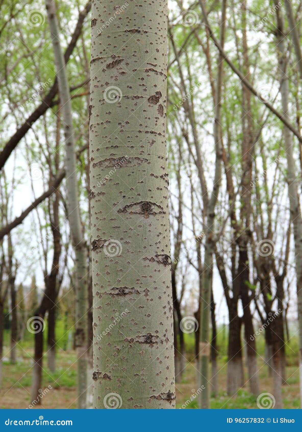 Poplar eyes stock photo. Image of black, knots, background 96257832
