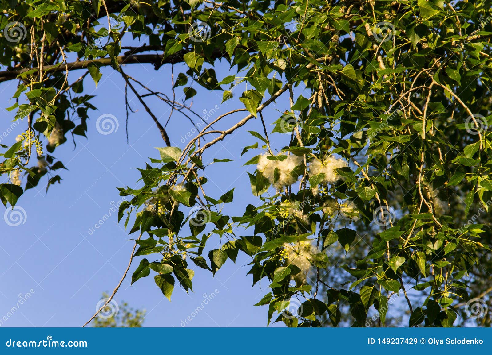 Poplar Fluff on Branch Closeup. Poplar Fluff Causes Allergy Stock Image
