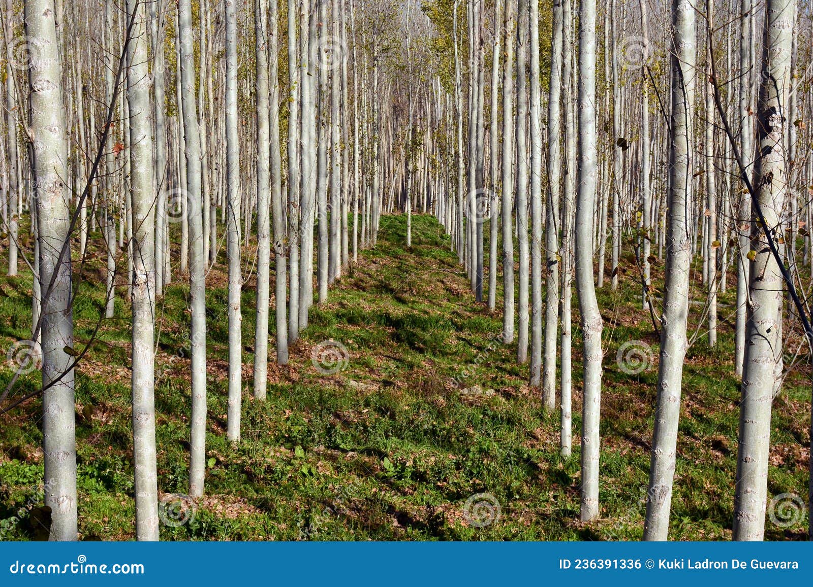 poplar forest in autumn