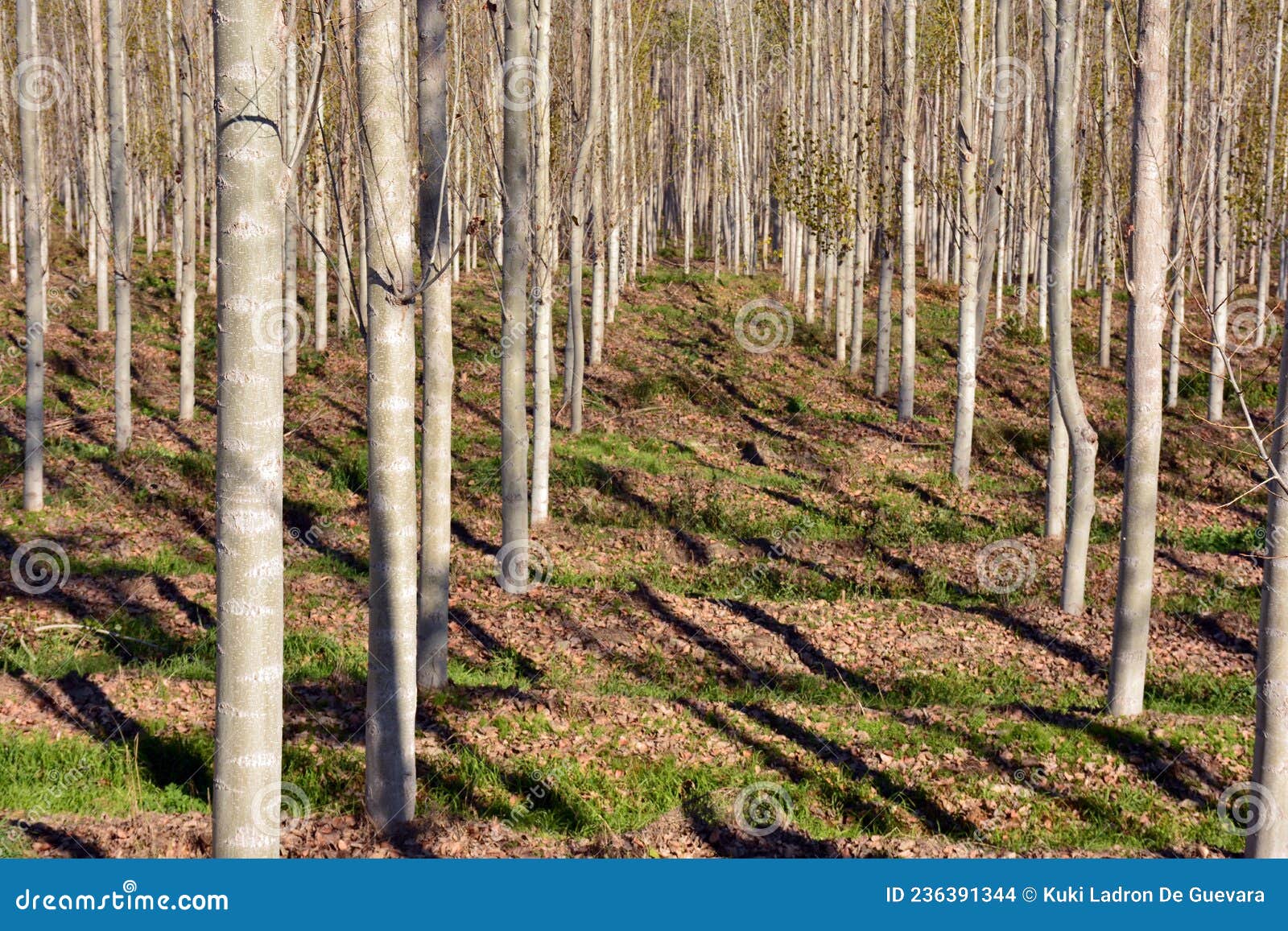poplar forest in autumn