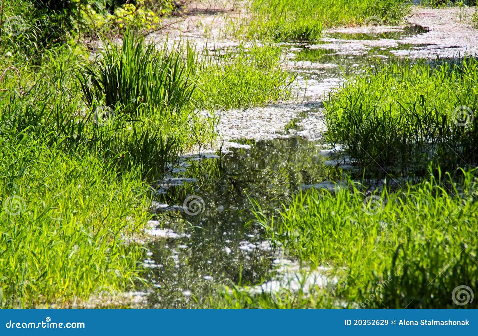 Poplar fuzz on the water stock image. Image of tree, river 20352629
