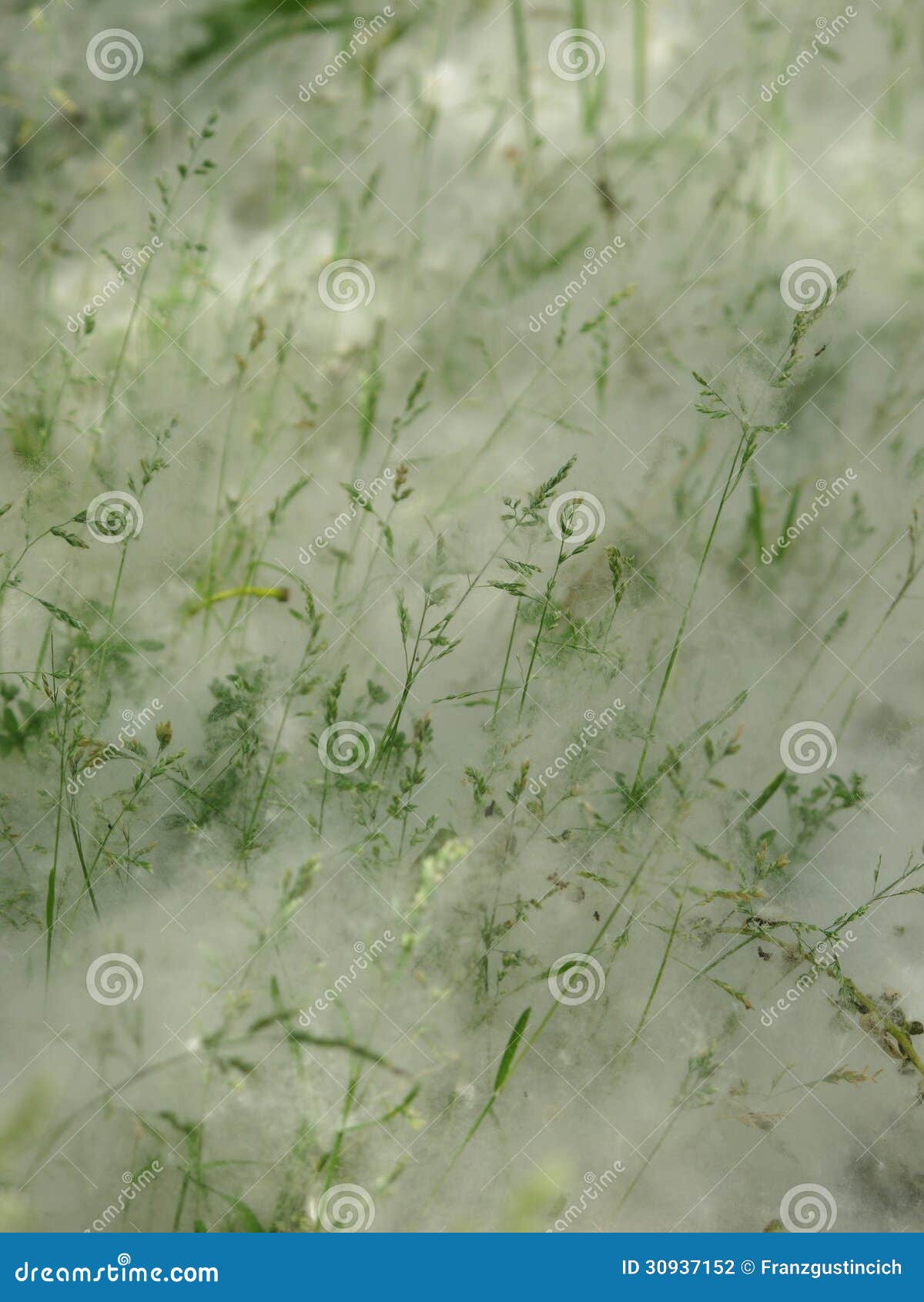 Poplar Seeds Allergy Responsible Stock Photo Image of flora, allergic