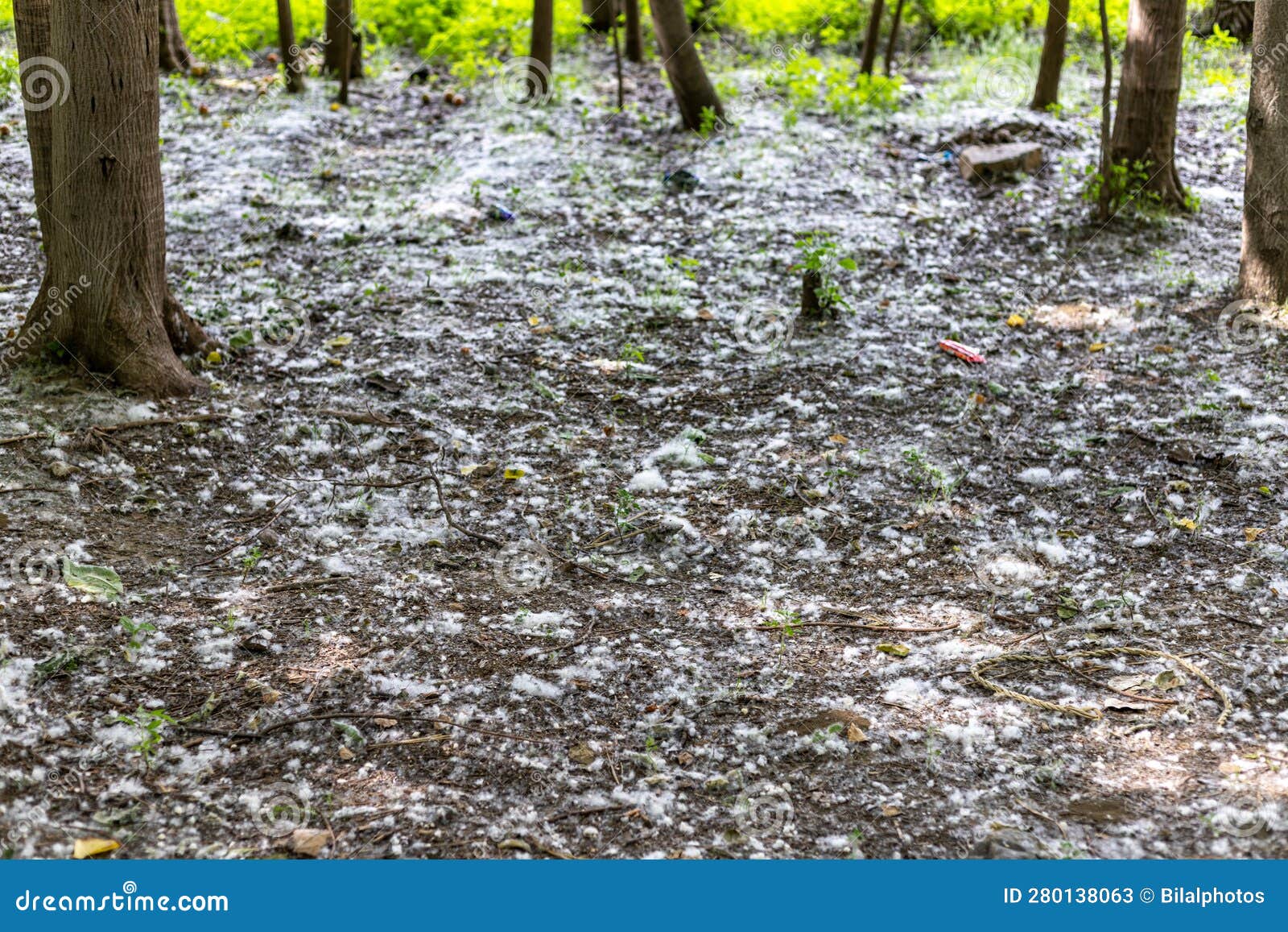 Poplar Tree Cotton Laying on the Ground in the Springtime Stock Image