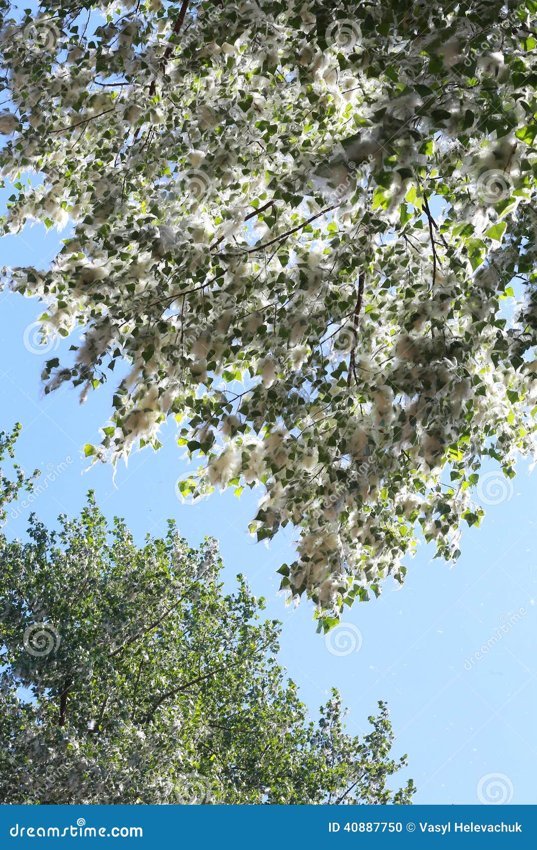 Poplar stock photo. Image of background, fluffy, cottonwood 40887750
