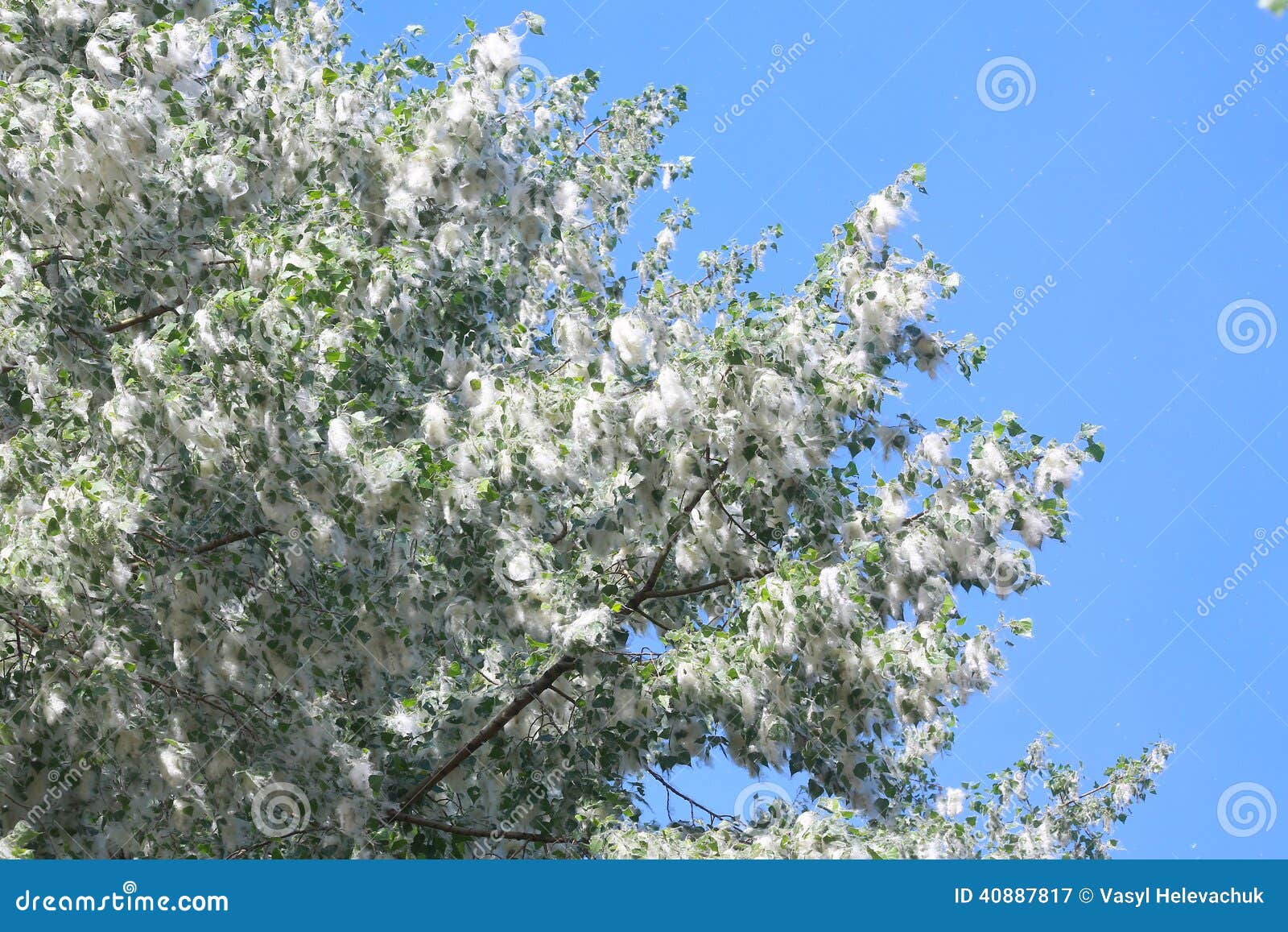 Poplar stock image. Image of branch, flying, cover, fuzz 40887817