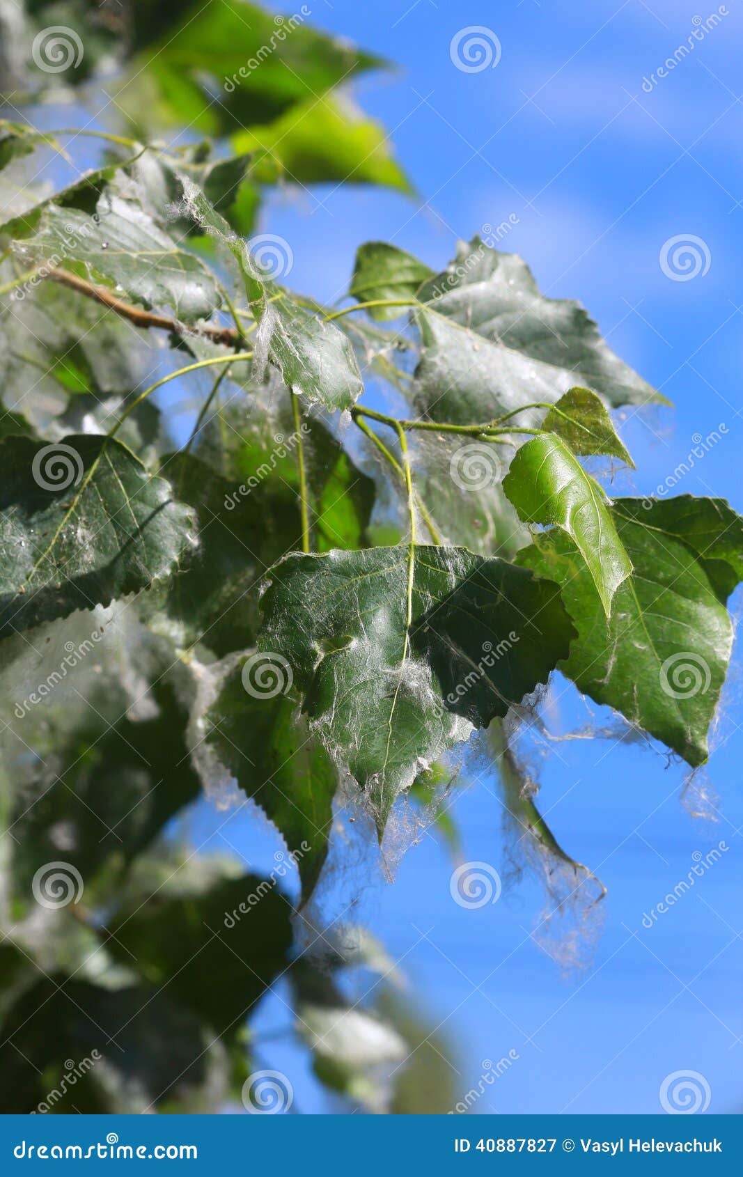 Poplar stock image. Image of fuzz, allergen, twig, tree 40887827