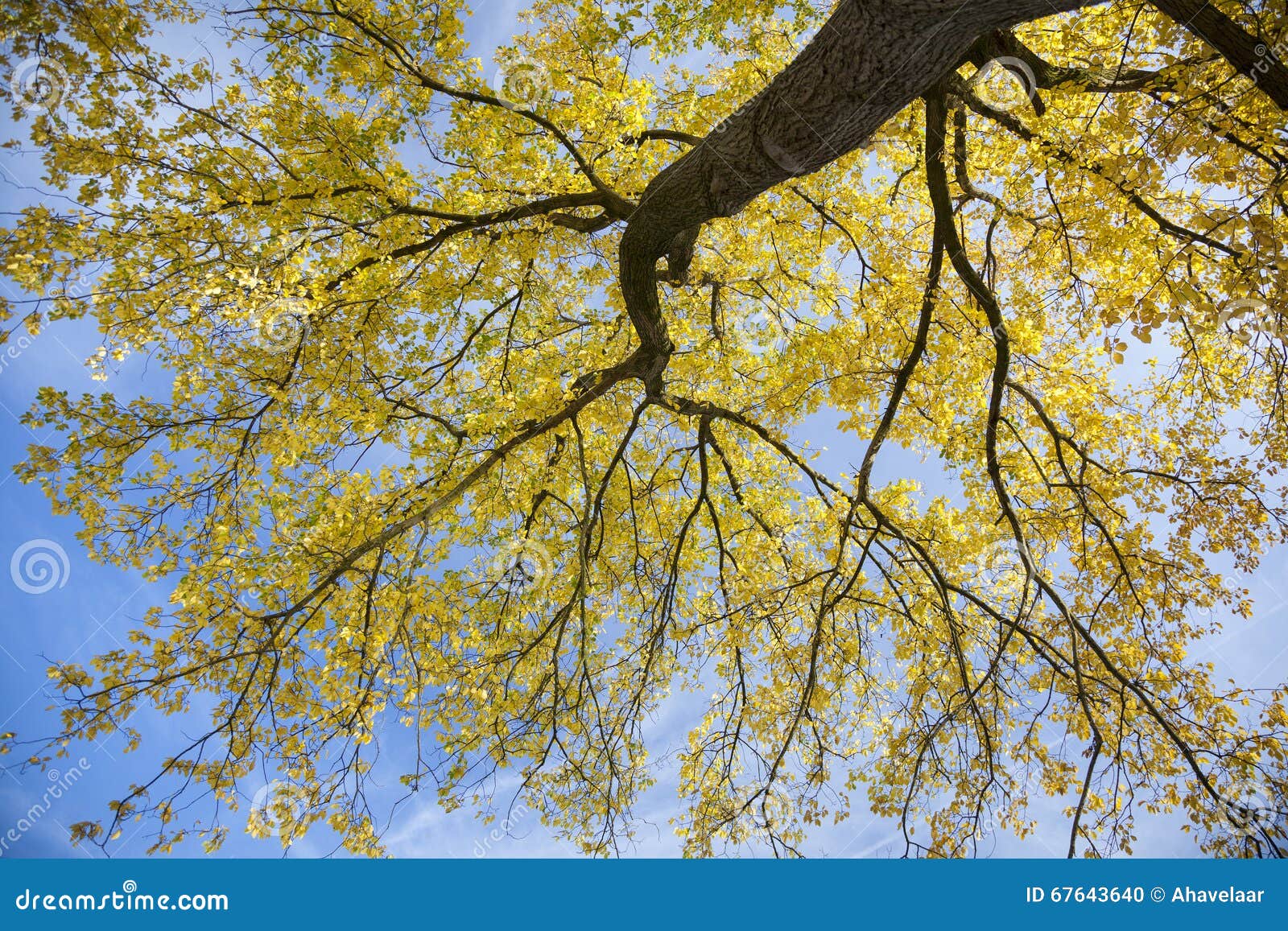 poplar tree in sunlight with yellow leafs against blue skyn in a