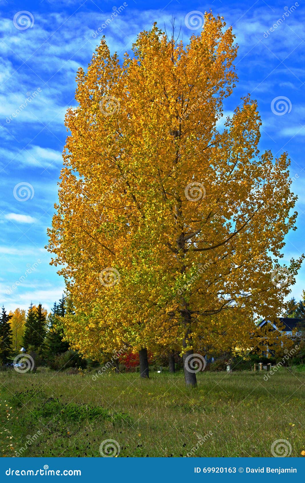 Poplar Trees stock image. Image of aspen, yellow, fall 69920163