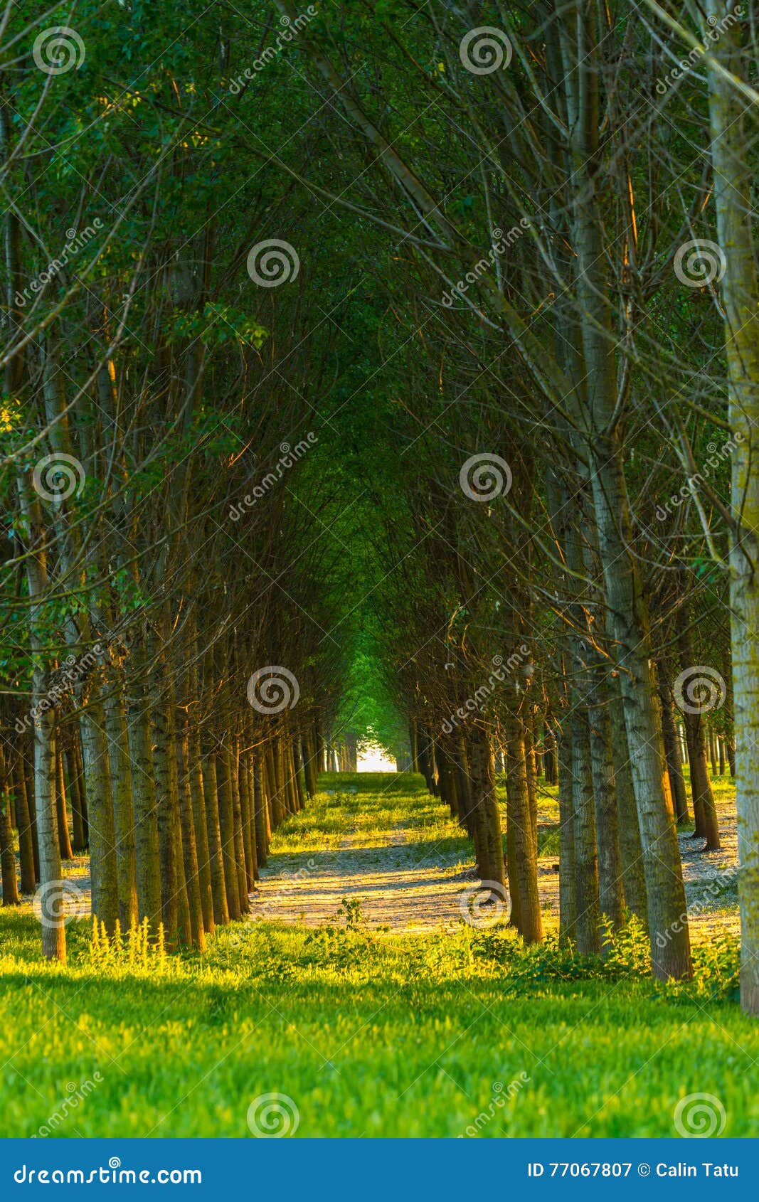 Poplar Trees and White Pollen in a Forest in Spring Stock Image Image