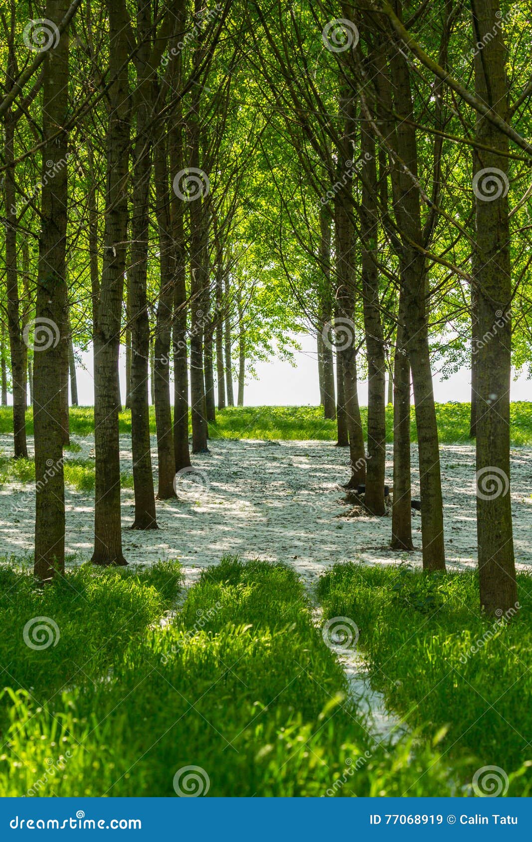 Poplar Trees and White Pollen in a Forest in Spring Stock Image Image
