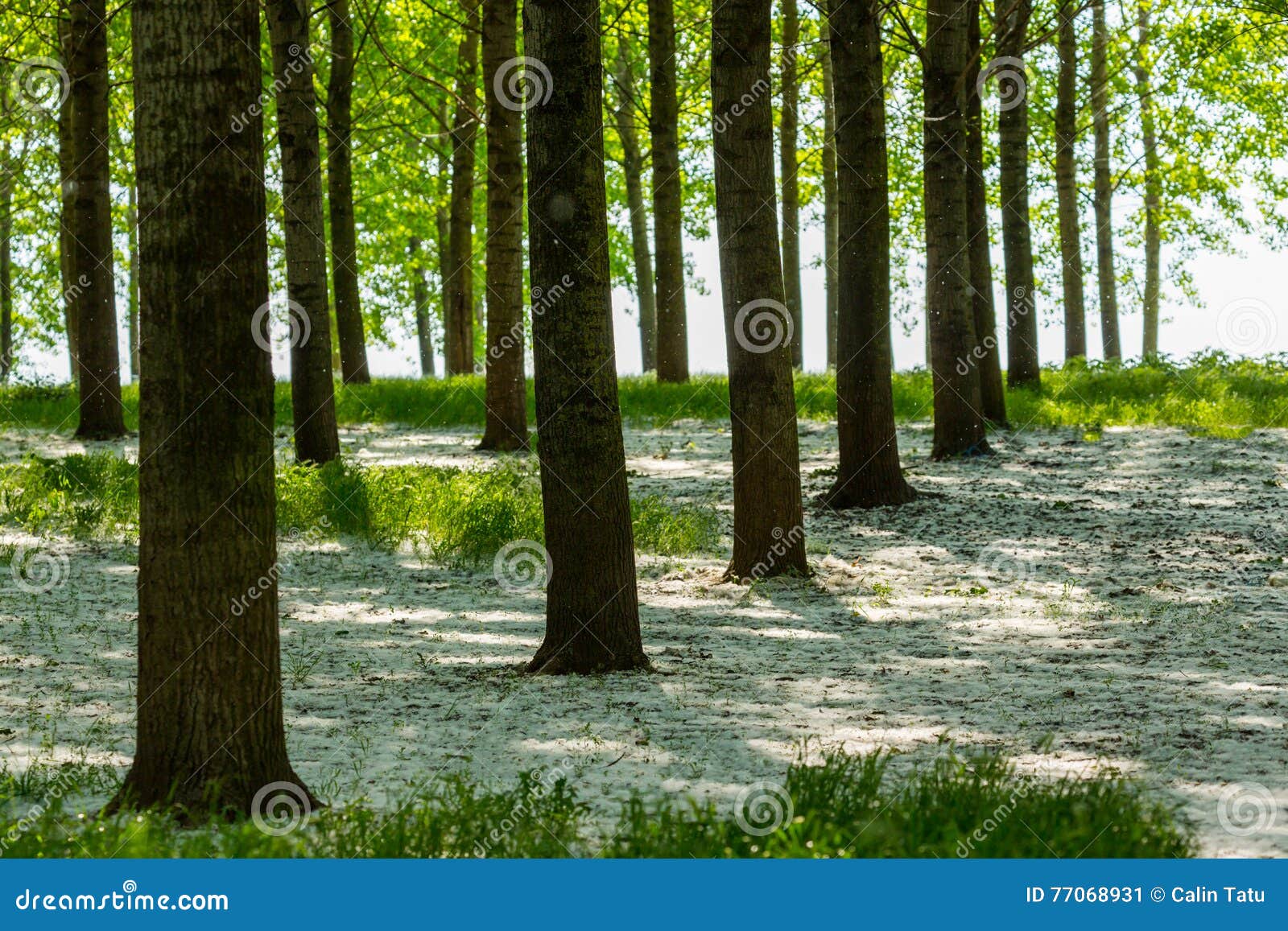 Poplar Trees and White Pollen in a Forest in Spring Stock Image Image