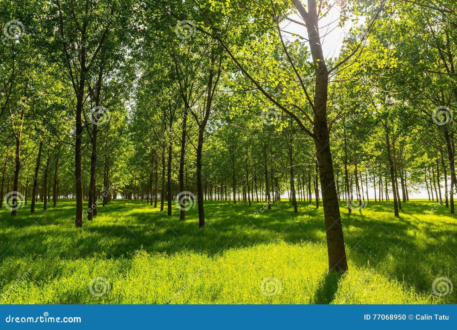 Poplar Trees and White Pollen in a Forest in Spring Stock Photo Image