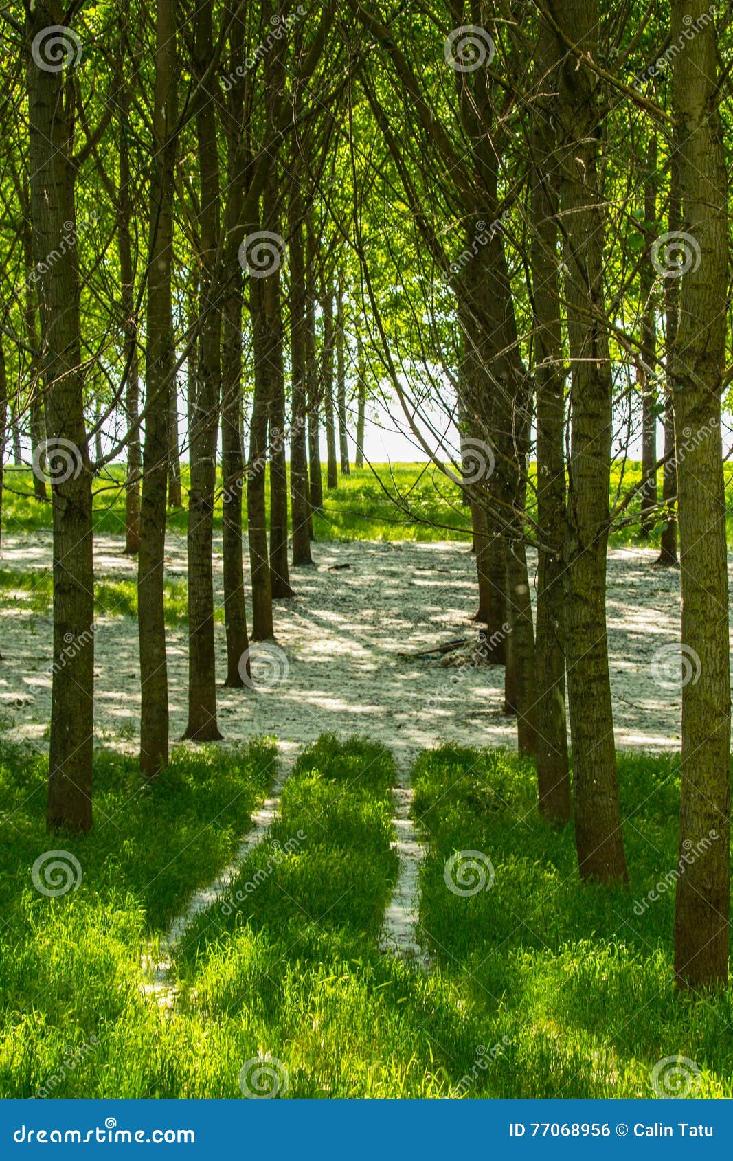 Poplar Trees and White Pollen in a Forest in Spring Stock Photo Image