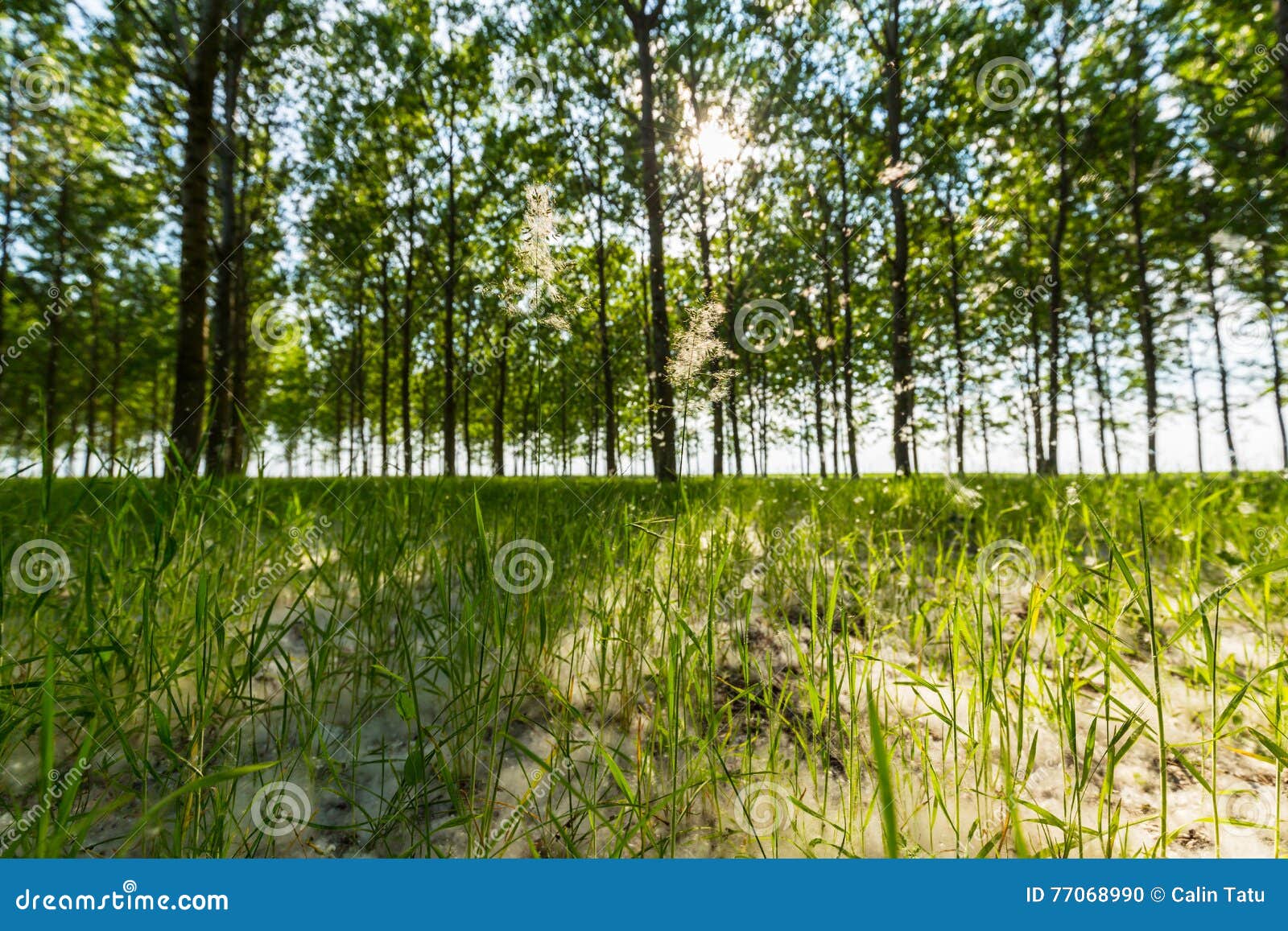 Poplar Trees and White Pollen in a Forest in Spring Stock Photo Image