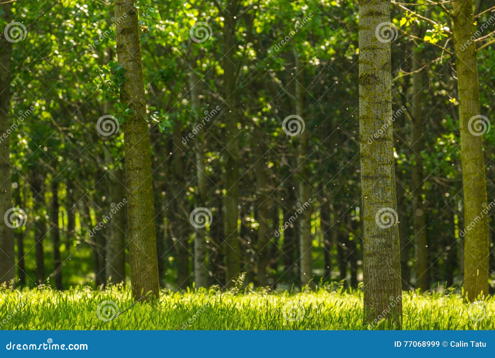 Poplar Trees and White Pollen in a Forest in Spring Stock Image Image