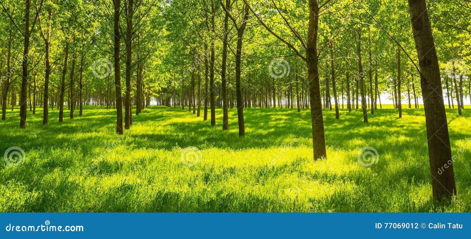 Poplar Trees and White Pollen in a Forest in Spring Stock Photo Image