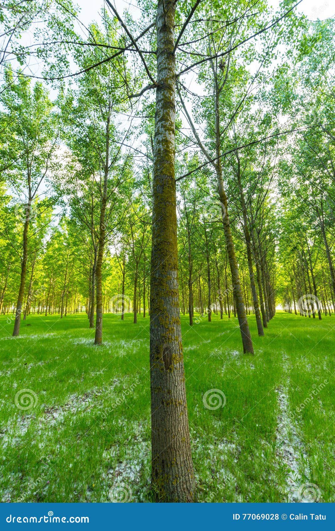 Poplar Trees and White Pollen in a Forest in Spring Stock Photo Image