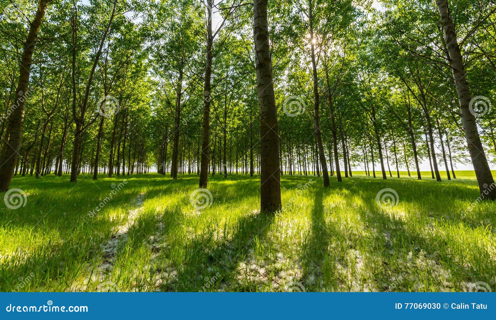Poplar Trees and White Pollen in a Forest in Spring Stock Photo Image