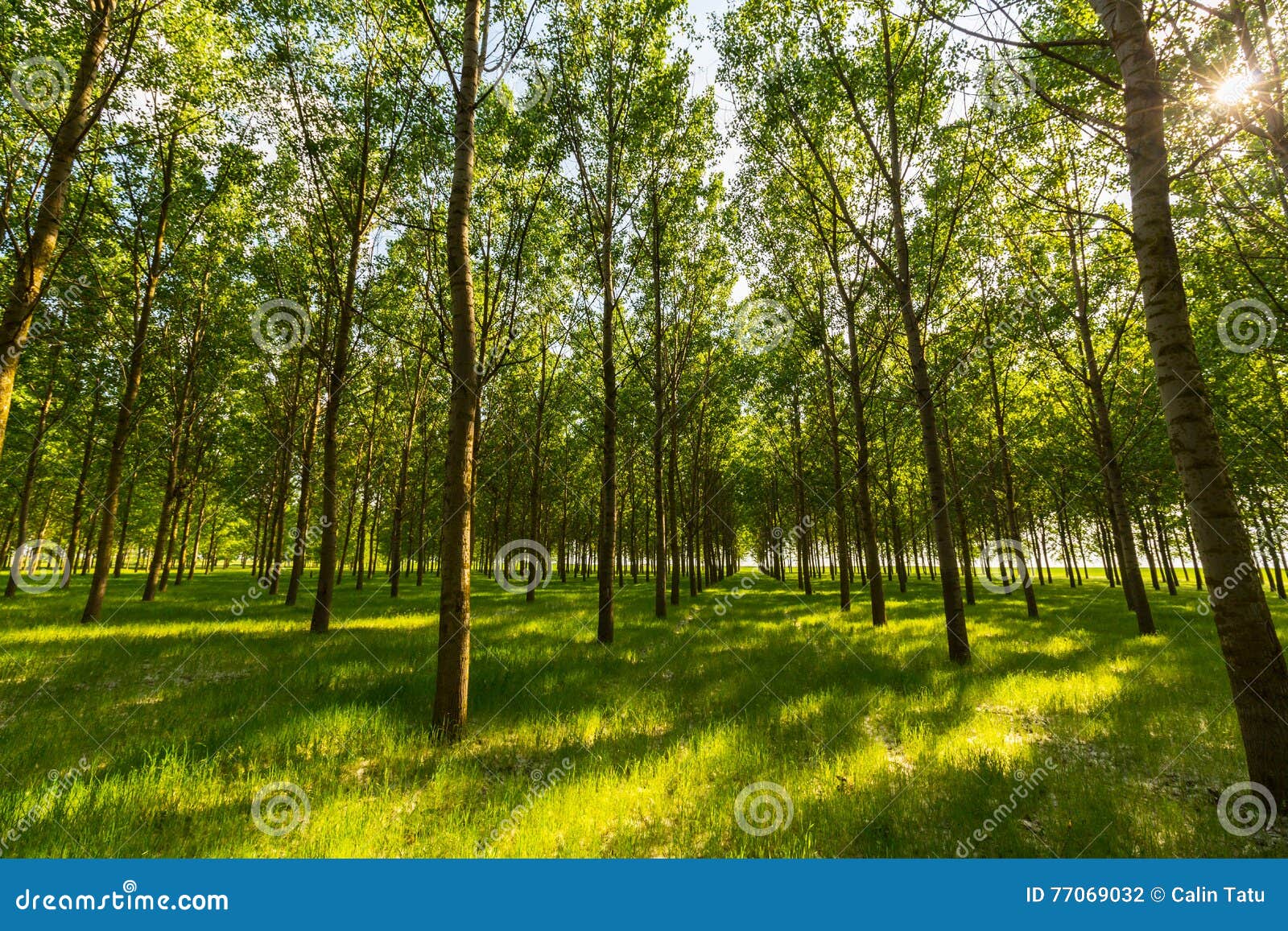 Poplar Trees and White Pollen in a Forest in Spring Stock Photo Image