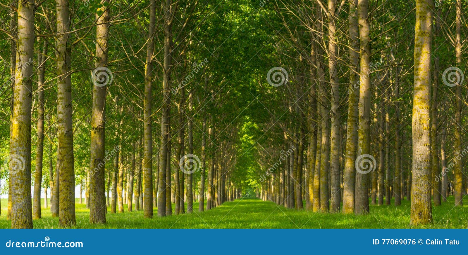 Poplar Trees and White Pollen in a Forest in Spring Stock Photo Image