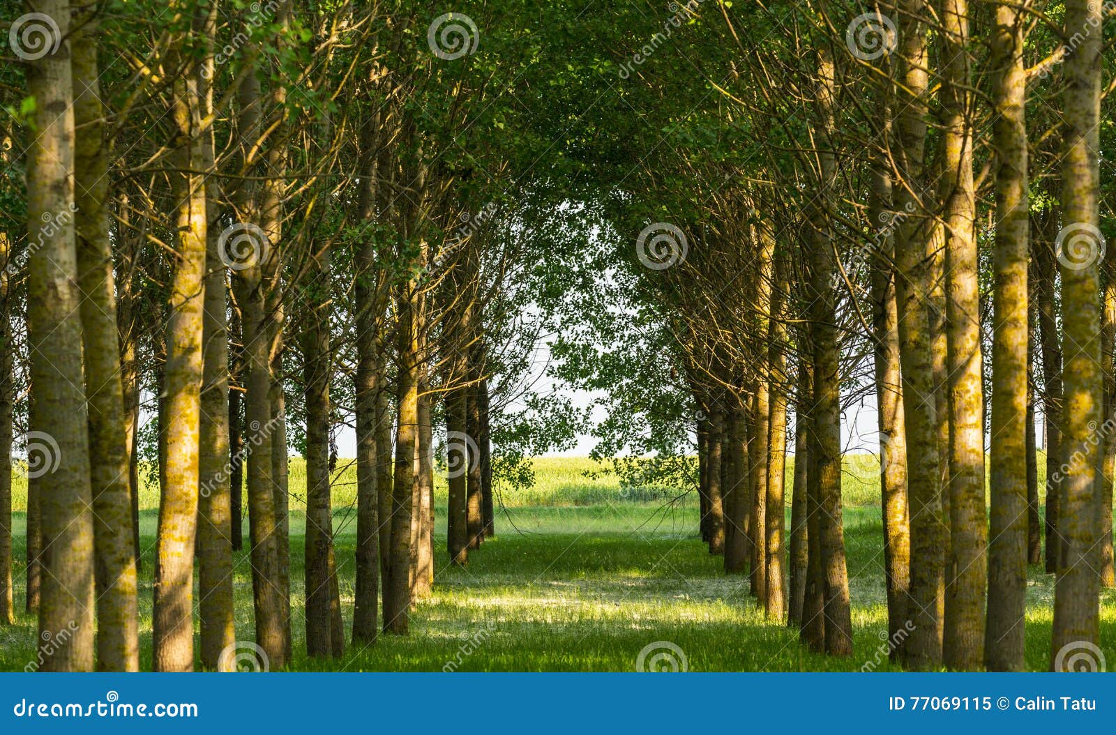 Poplar Trees and White Pollen in a Forest in Spring Stock Image Image