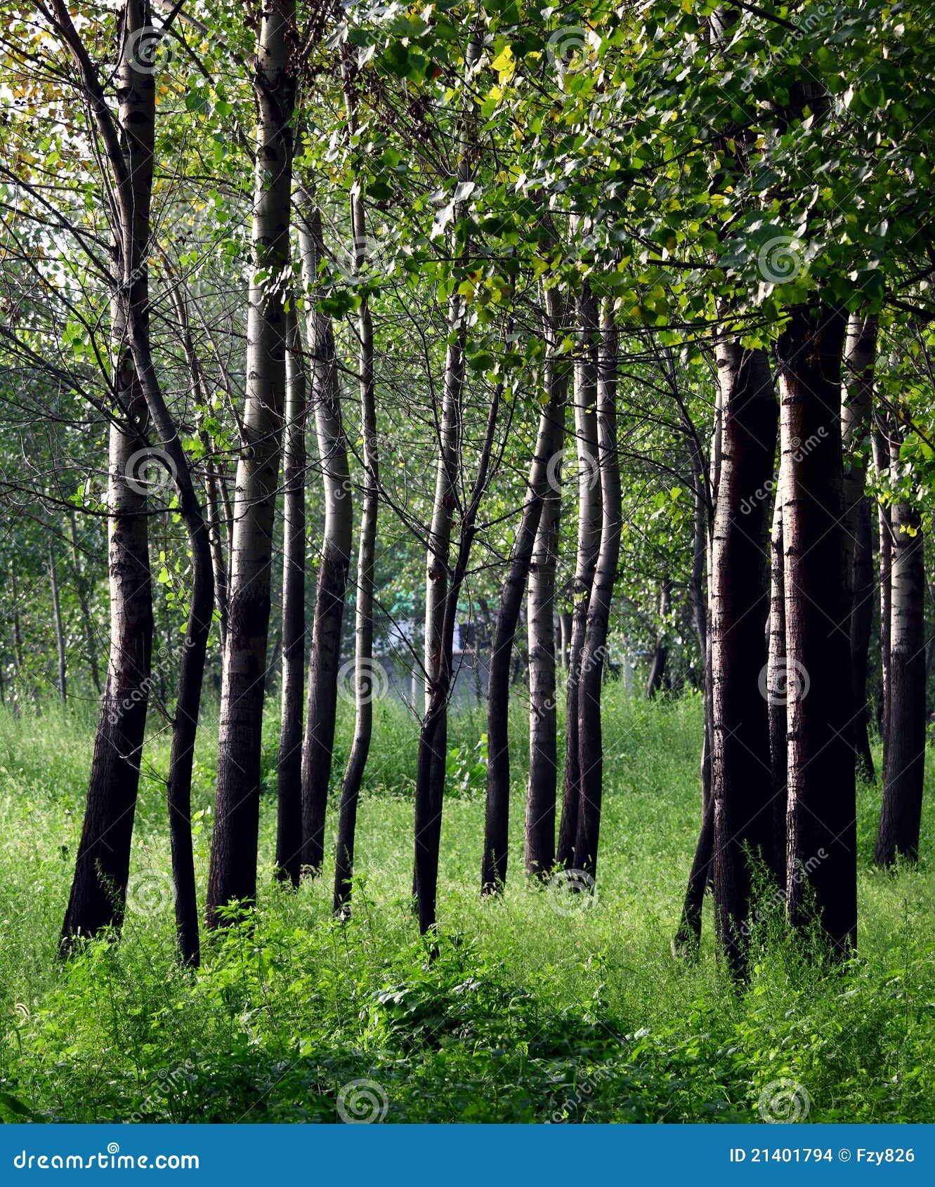 Poplar woods stock photo. Image of sunny, serene, agricultural 21401794