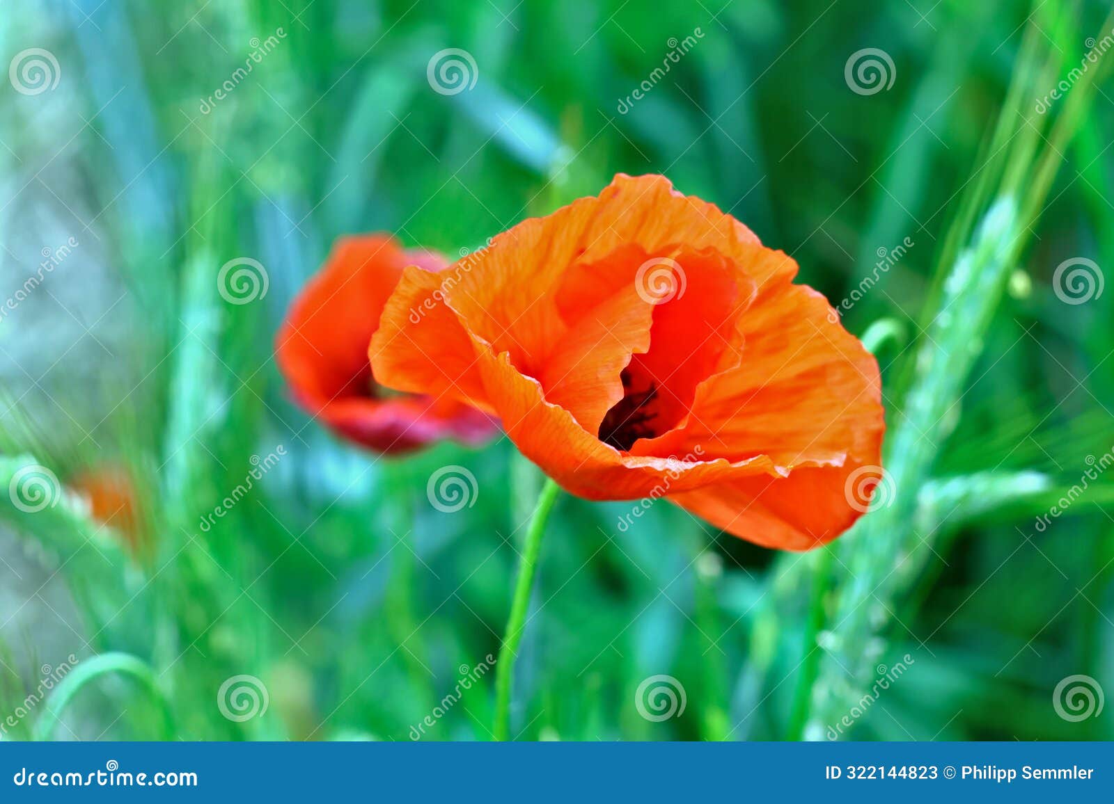 poppie in a field close up view