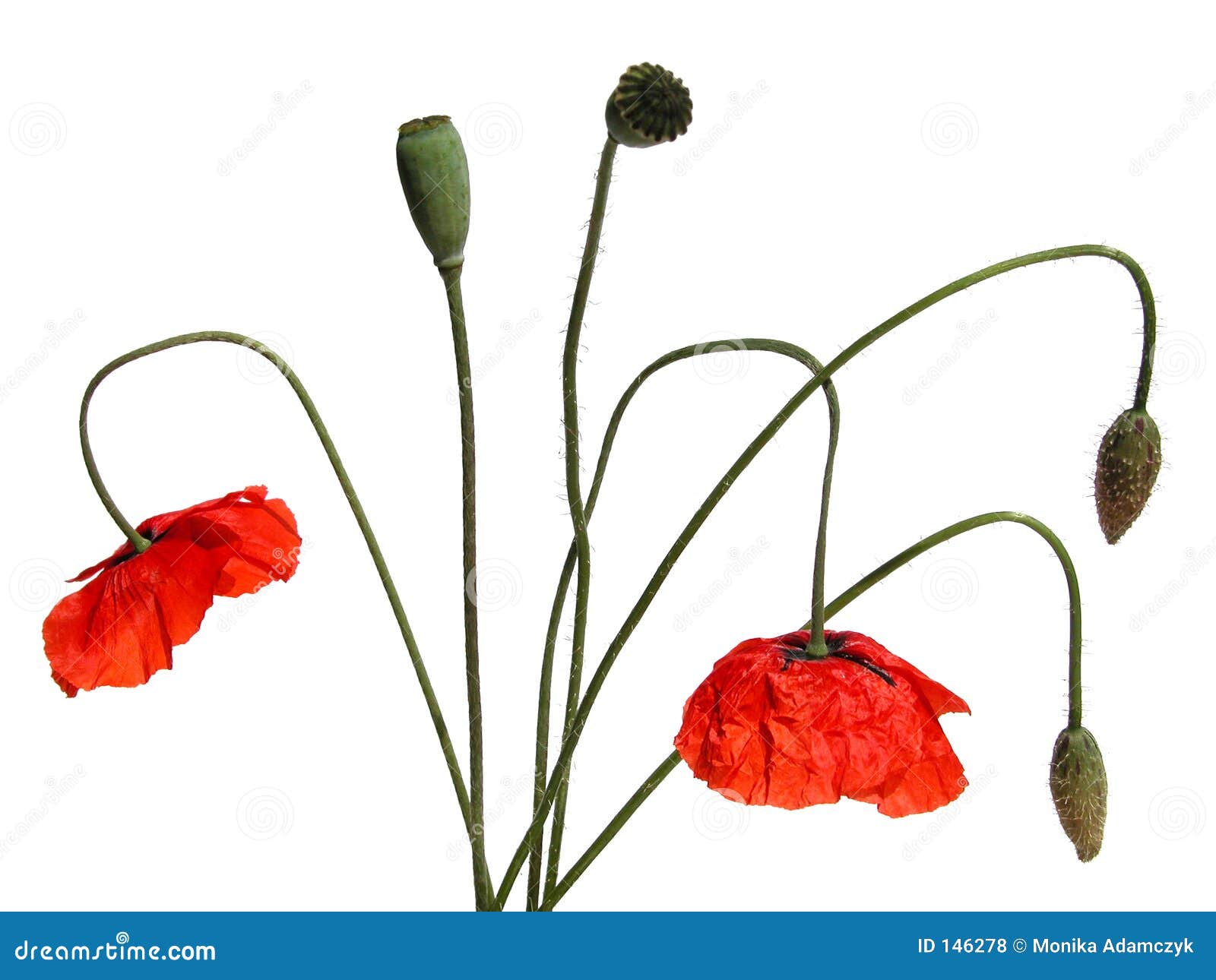poppies