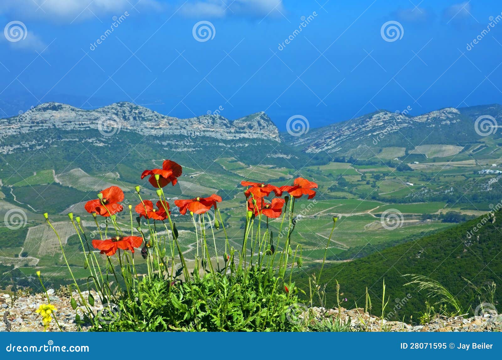 poppies above patrimonio, corsica