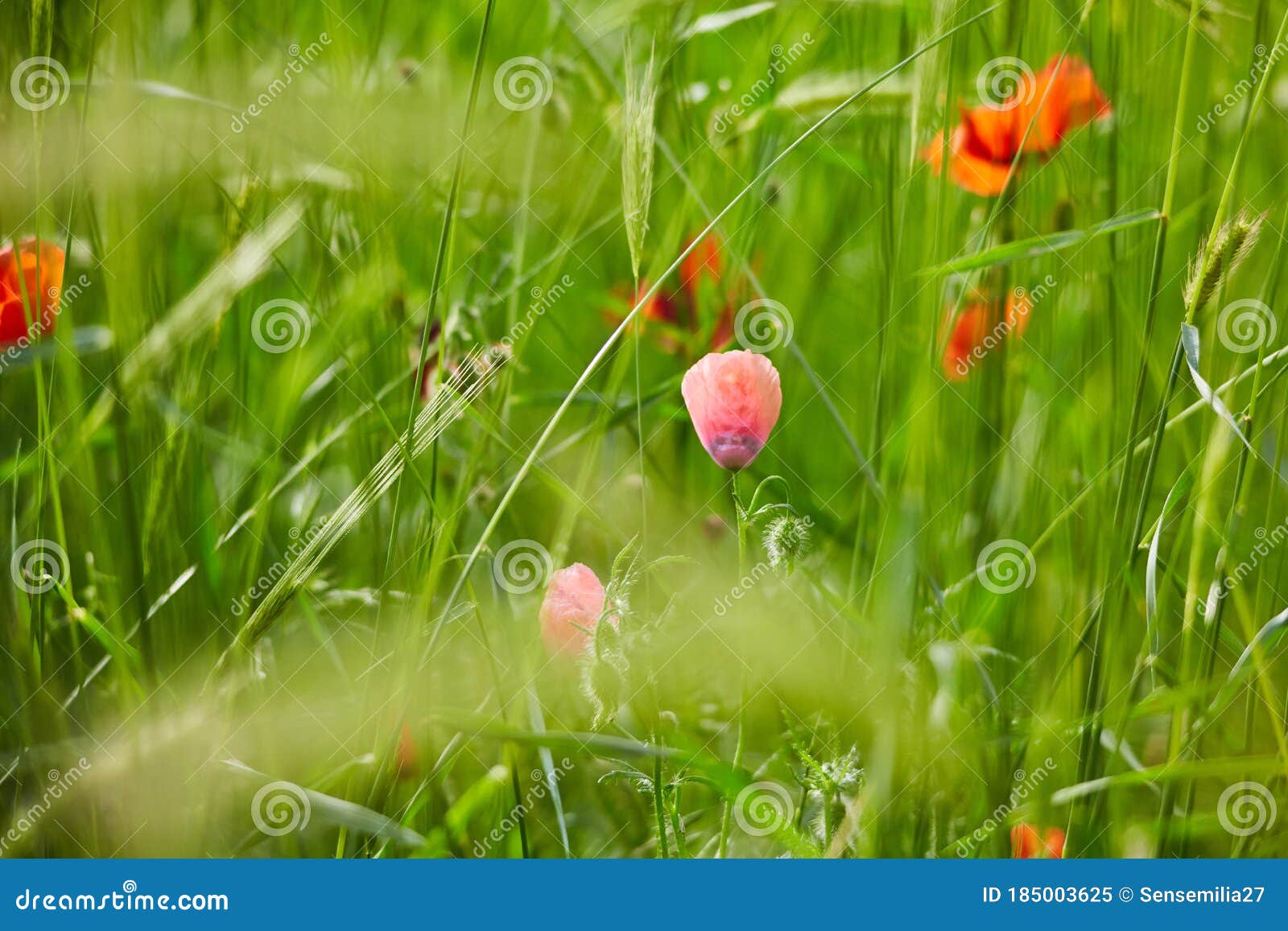 poppies bloom on the field.