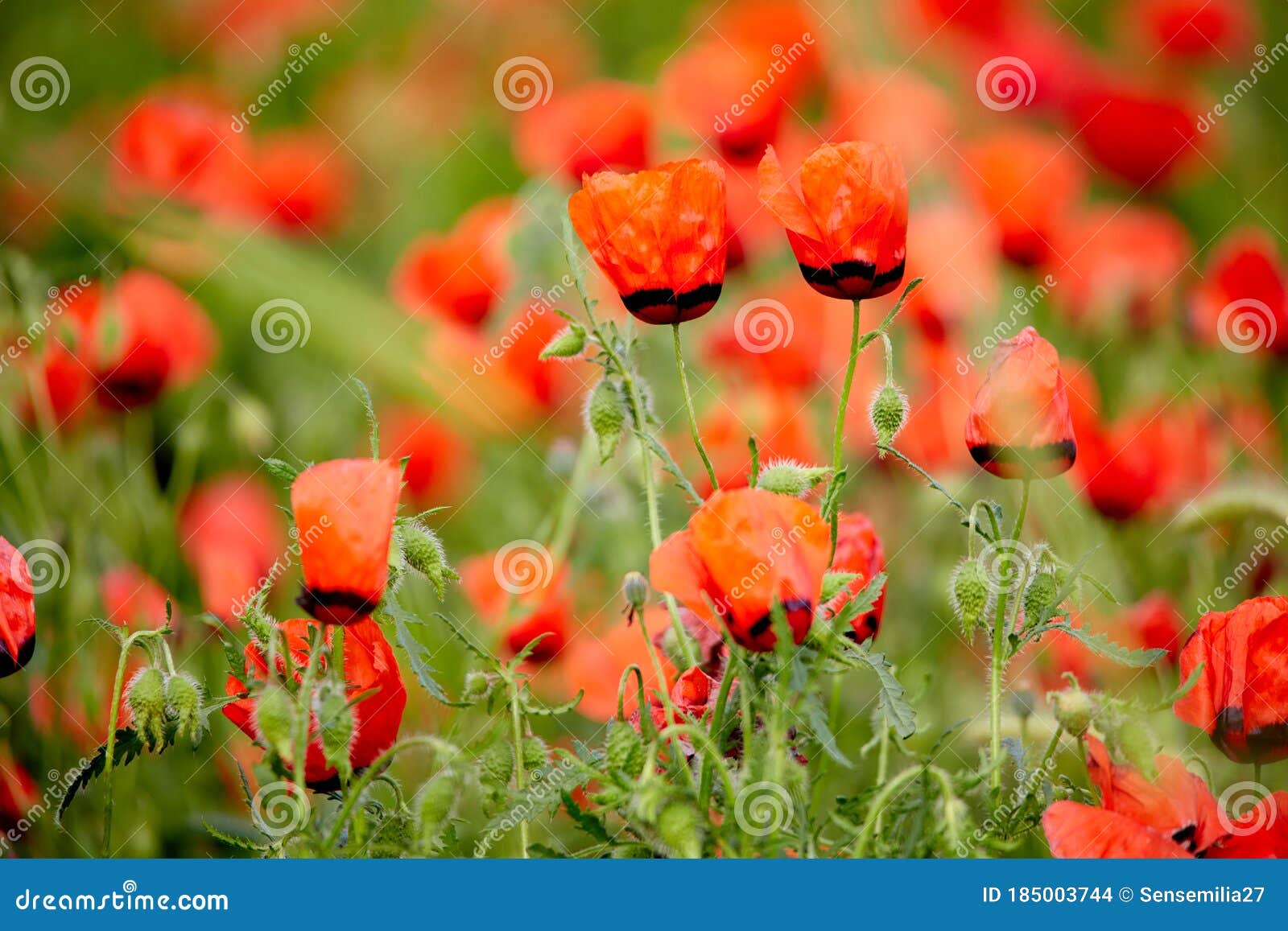 poppies bloom on the field.