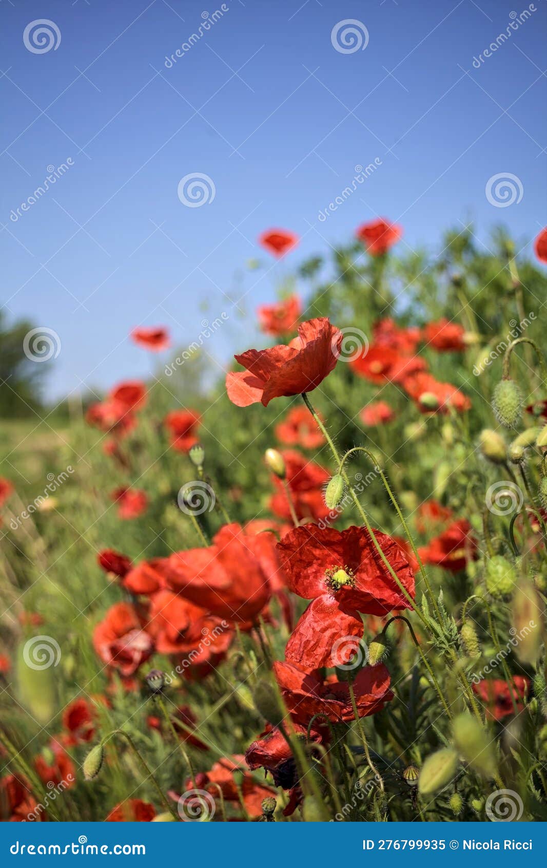 Poppies in Bloom in a Field with the Sky in the Background Stock Image