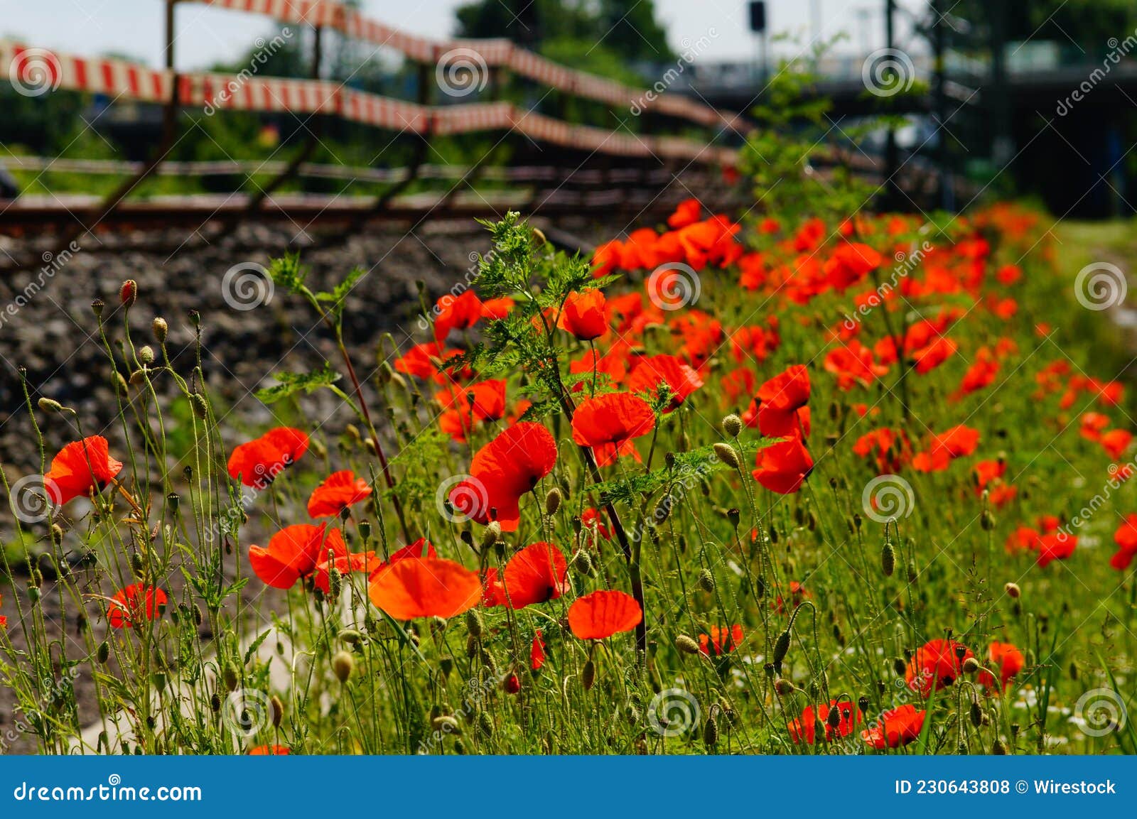 poppies colonise a new railway embankment in a construction site.