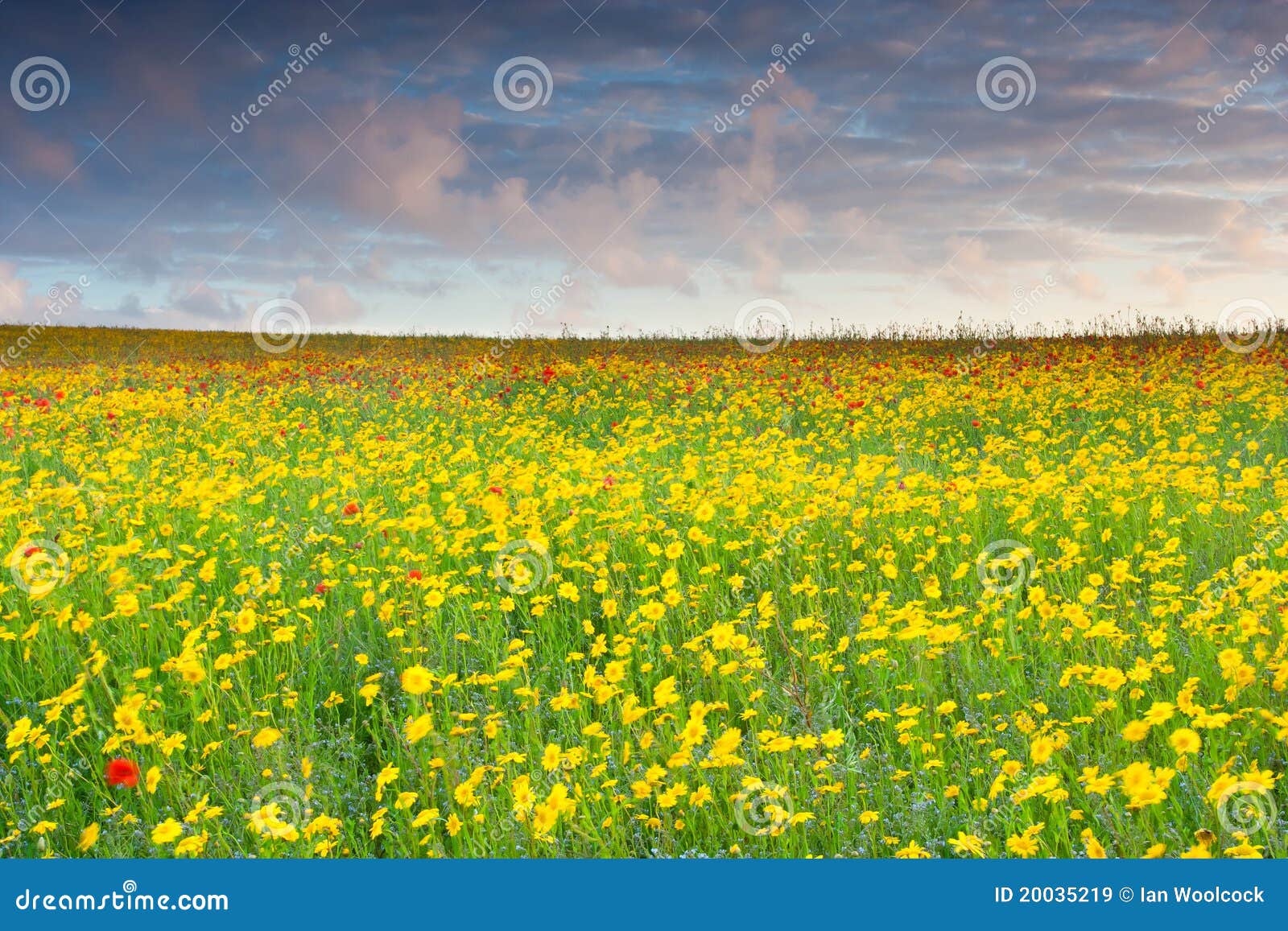 Poppies and Corn Marigold stock image. Image of marigold 20035219