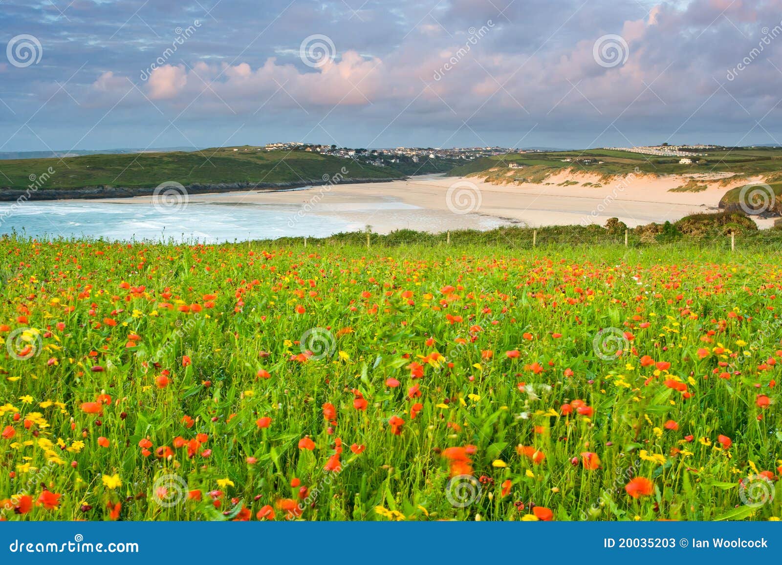 Poppies and Corn Marigolds stock image. Image of england 20035203