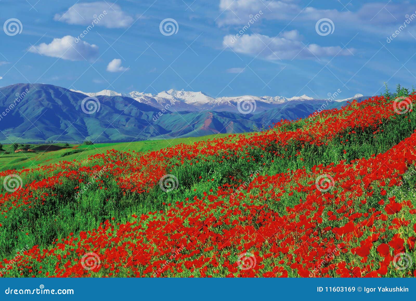 Poppies fields stock image. Image of lovely, colored - 11603169