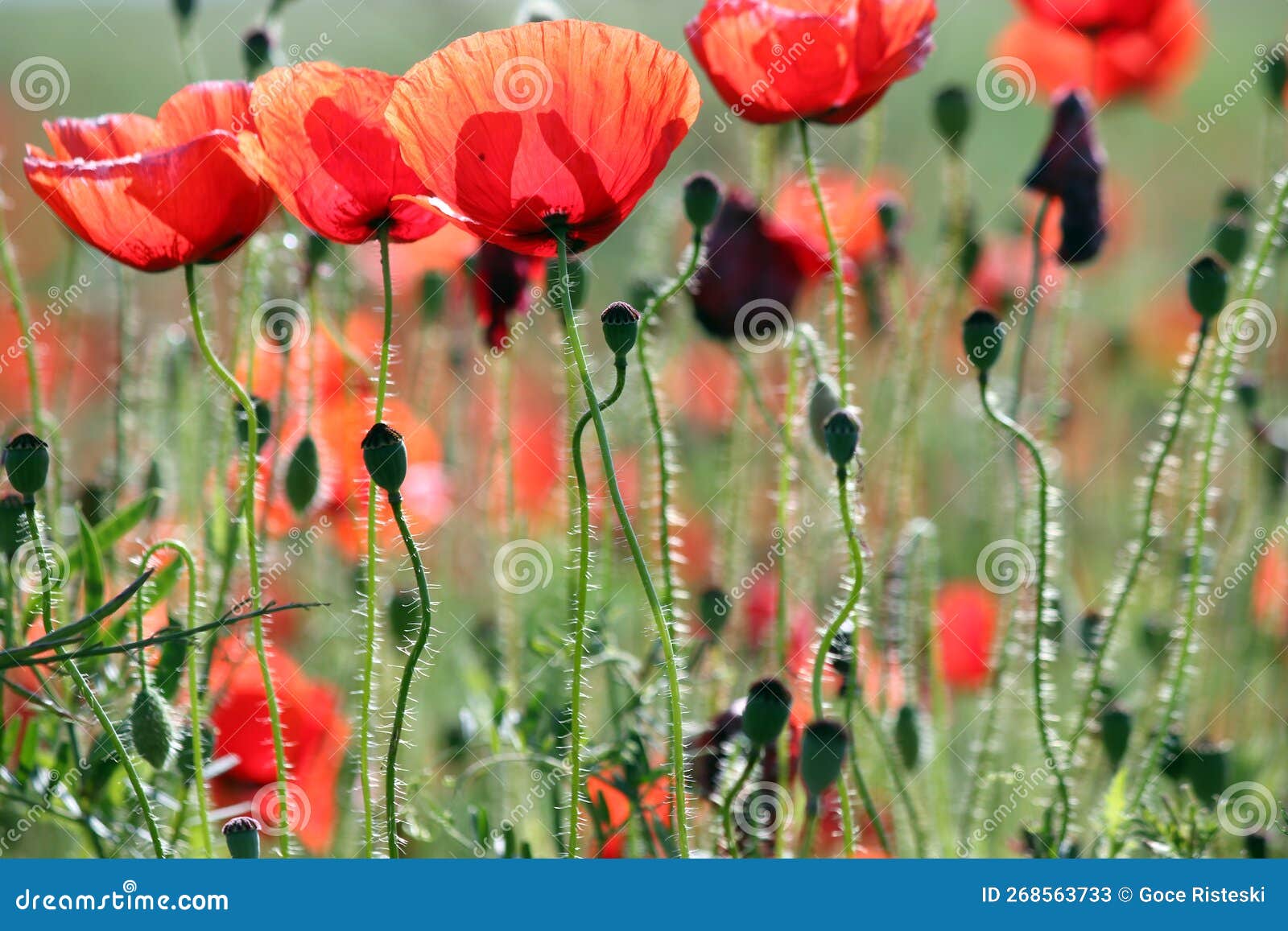 Poppies Flower Closeup Spring Season Stock Image Image of wild, outdoors 268563733
